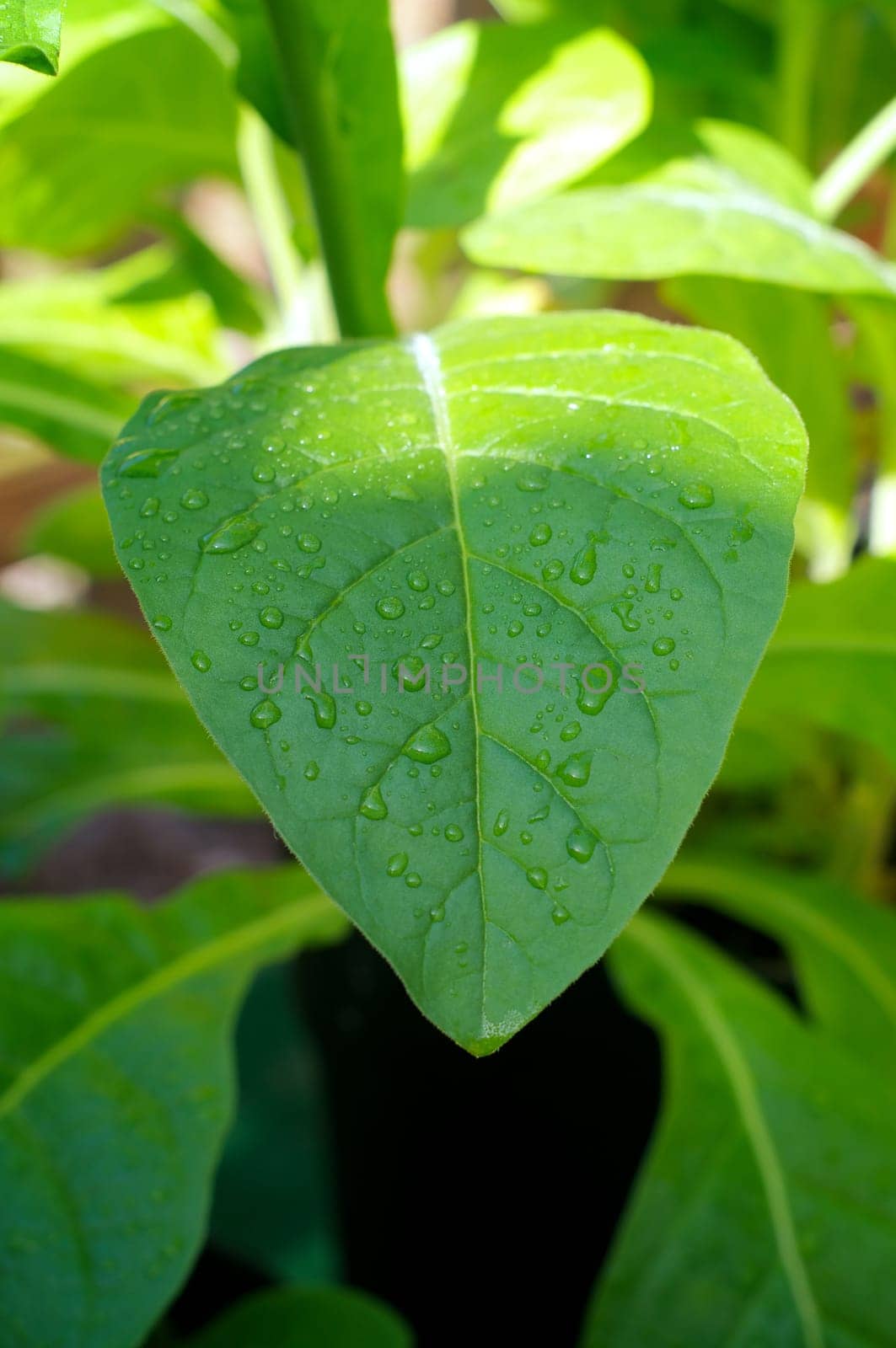 Large morning dew drops covering the large leaf of a tobacco plant as the sun rises, illuminating the top of the plant.