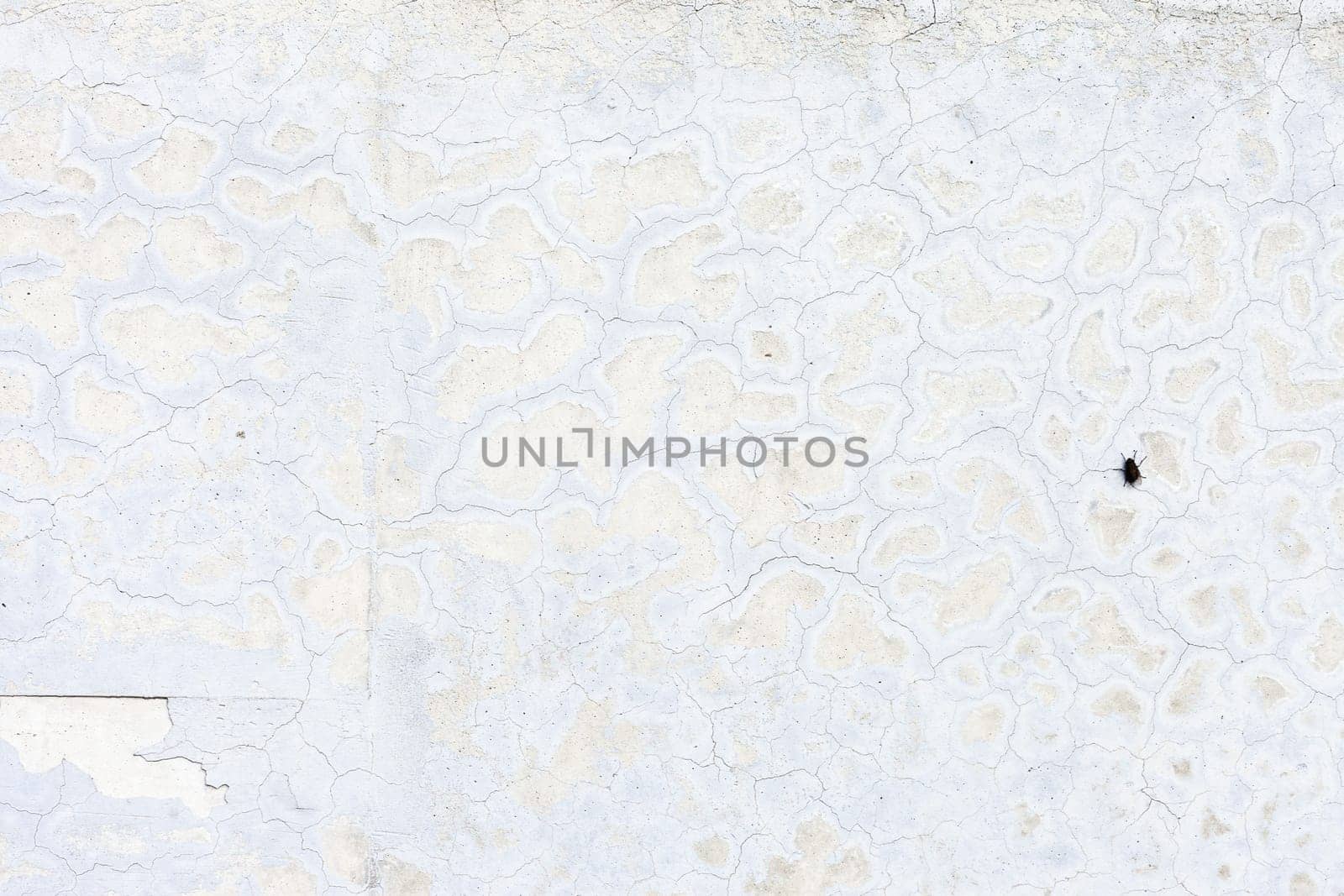 Grunge white background cement old texture wall