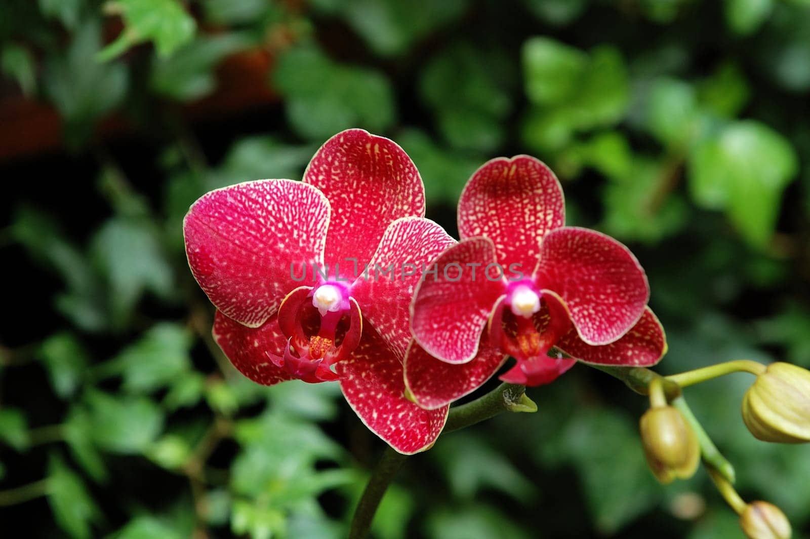 A close up shot of red orchid