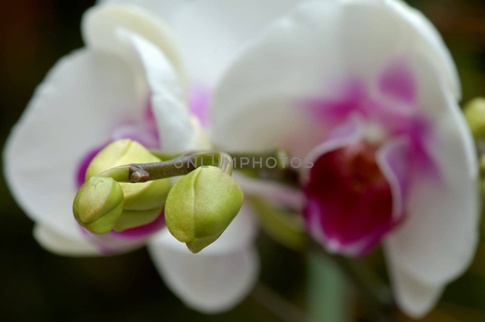 Close up of white orchid and buds