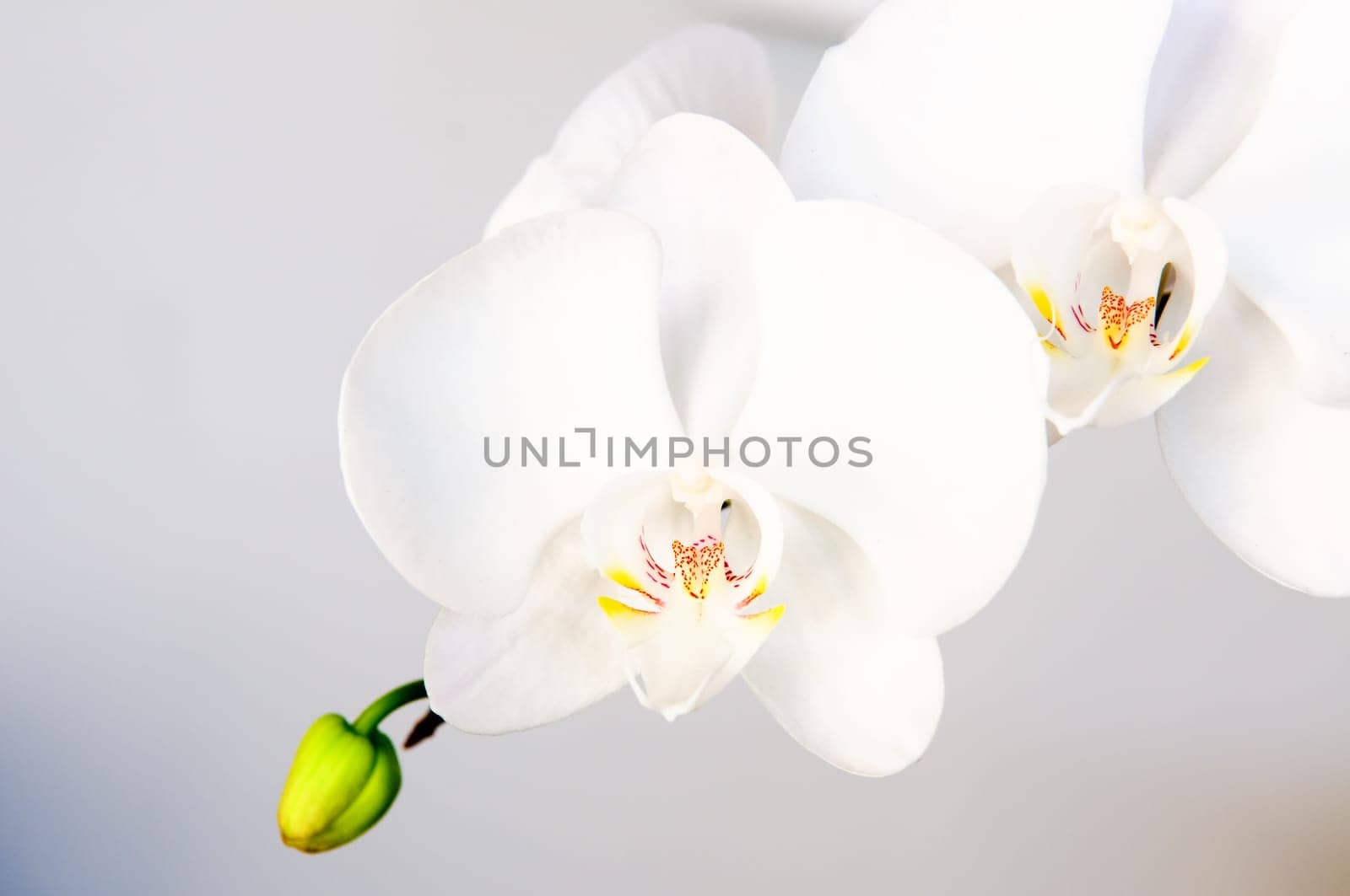 Close up of white orchid