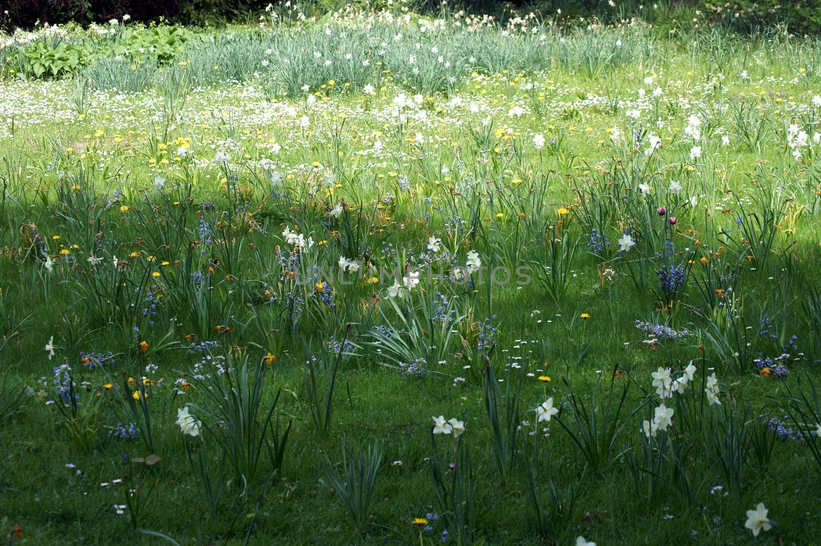 A flower meadow with Easter bells,dandelions and daisies.