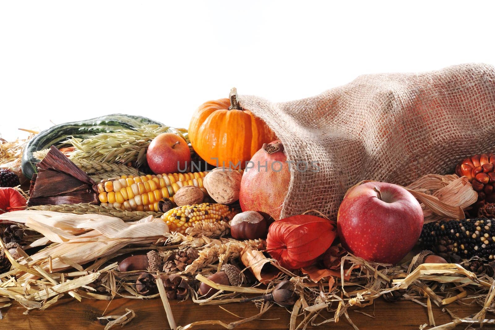 Thanksgiving - various pumpkins in jute sack on straw with text space against a white background