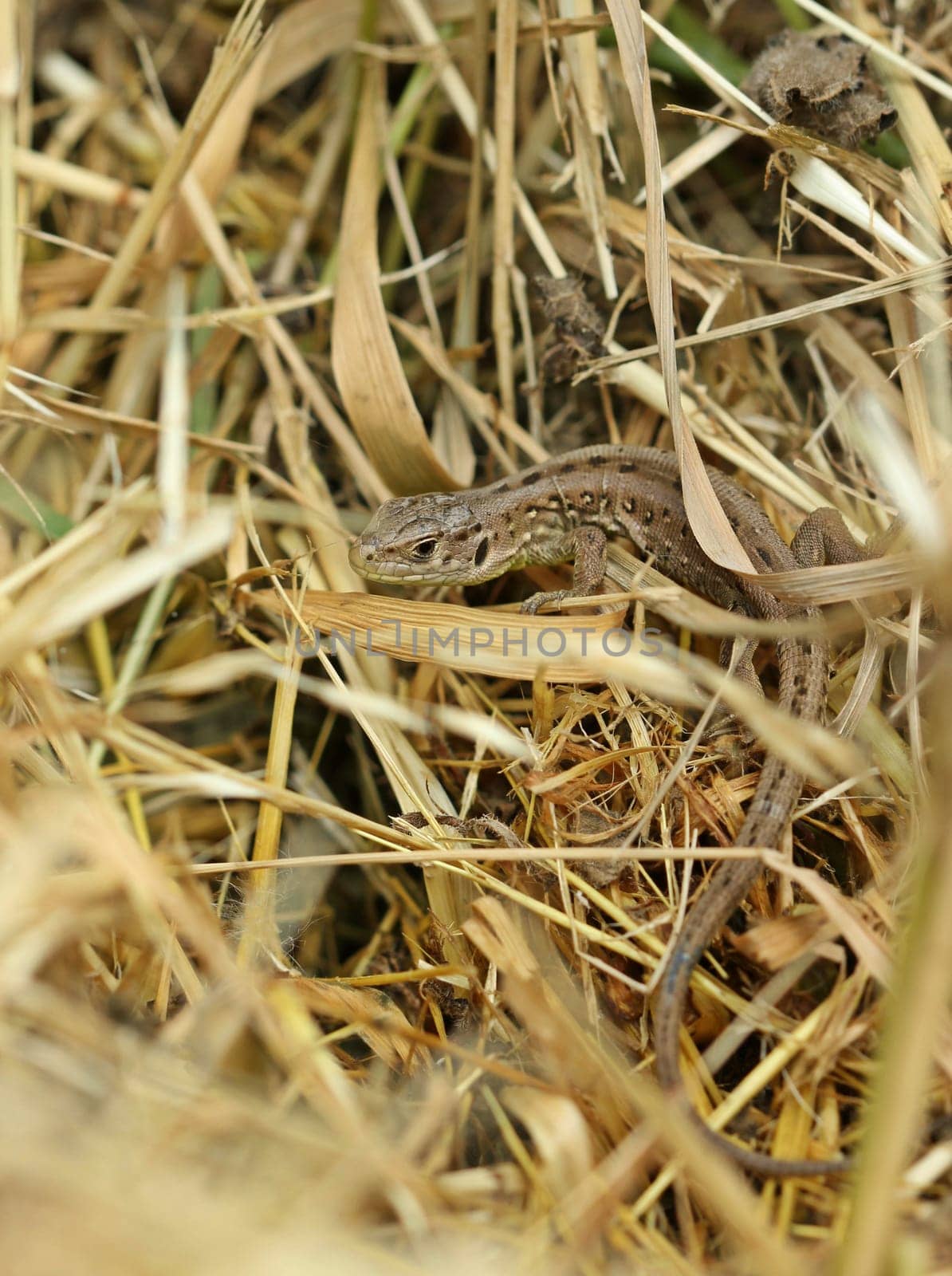Young fence lizard (Lacerta agilis)