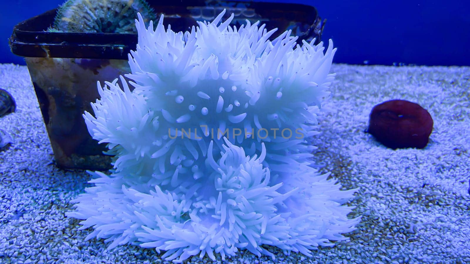 A white anemone in a saltwater aquarium. Anemones are animals.