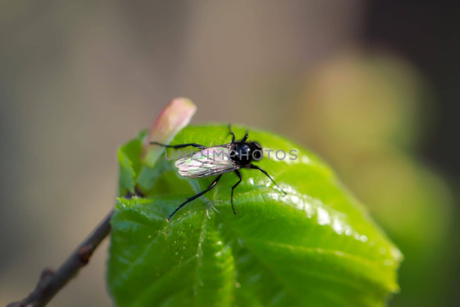 A fly sits on a plant. Close up of a fly.