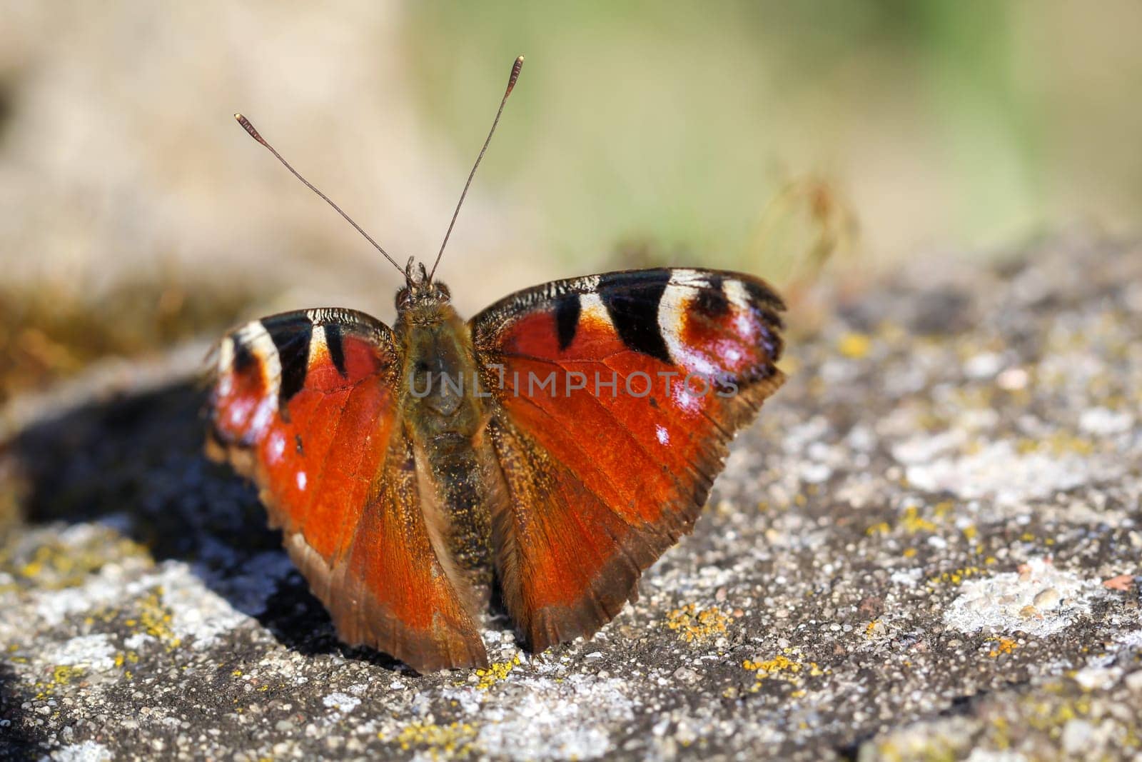 A portrait of a day peacock sitting on a stone.