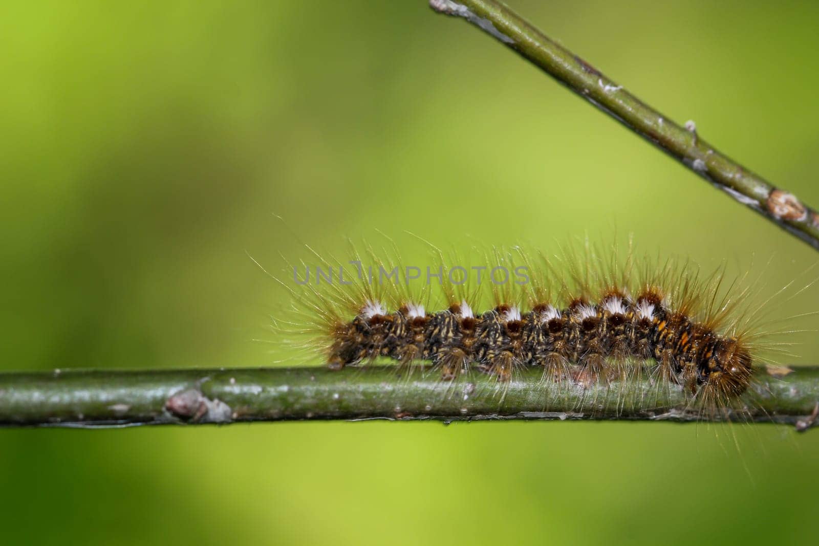The caterpillar of a goldafter, butterfly on a plant.