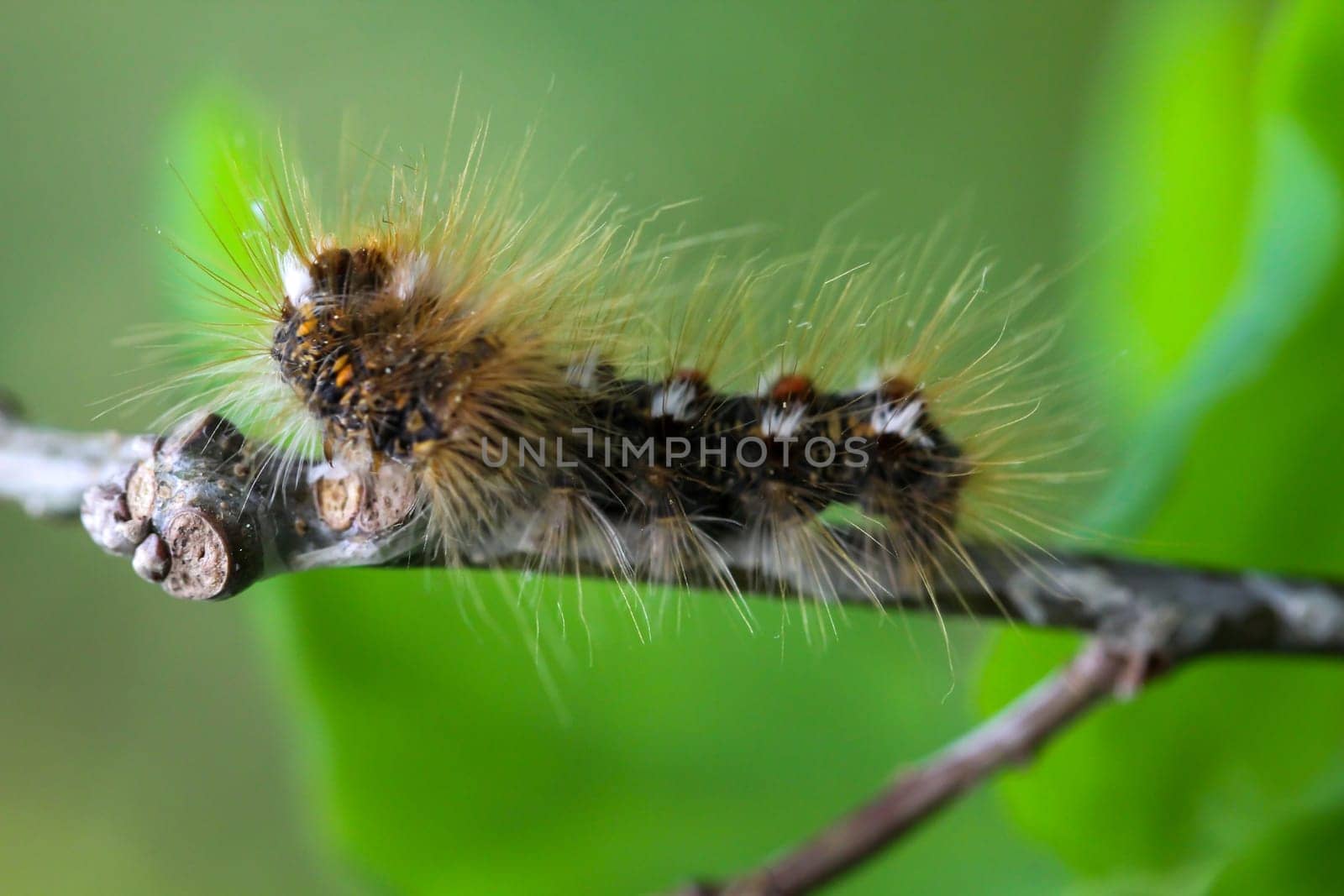 The caterpillar of a goldafter, butterfly on a plant.