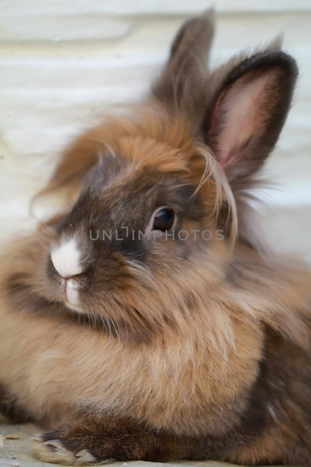 Close up of a small dwarf rabbit, a lion head.