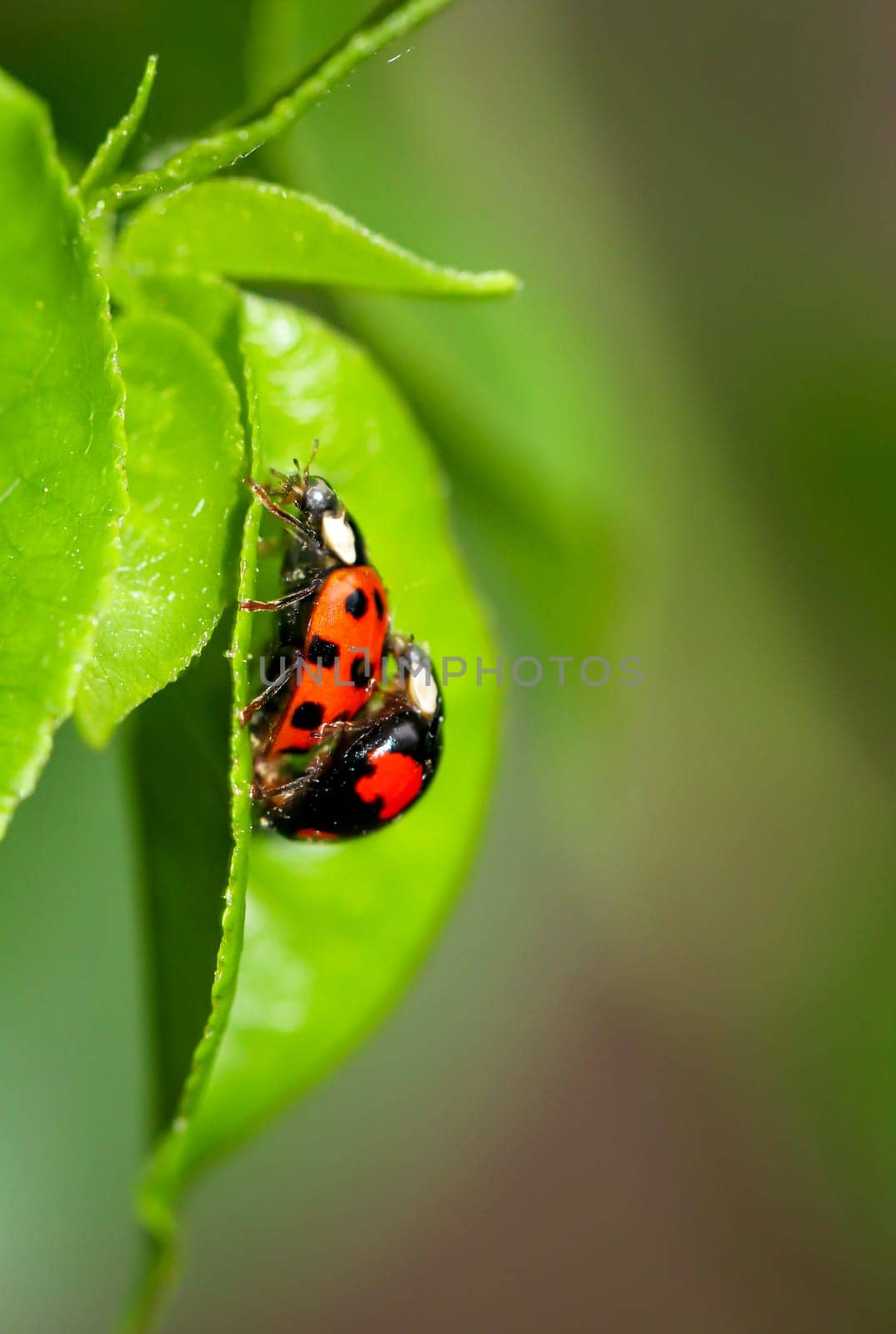 Two ladybugs sitting on a plant while mating.