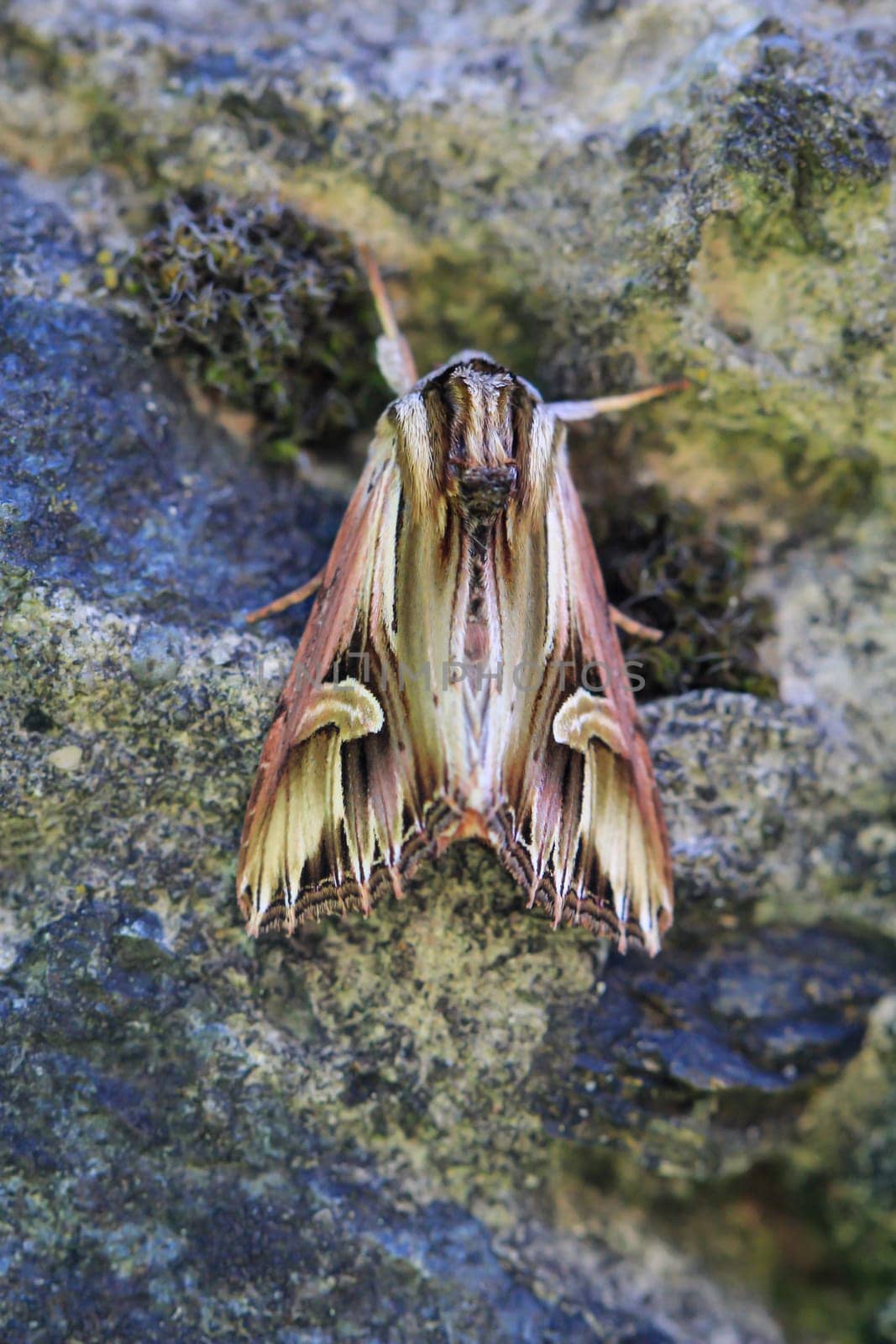A many-toothed St. John's owl on a stone.
