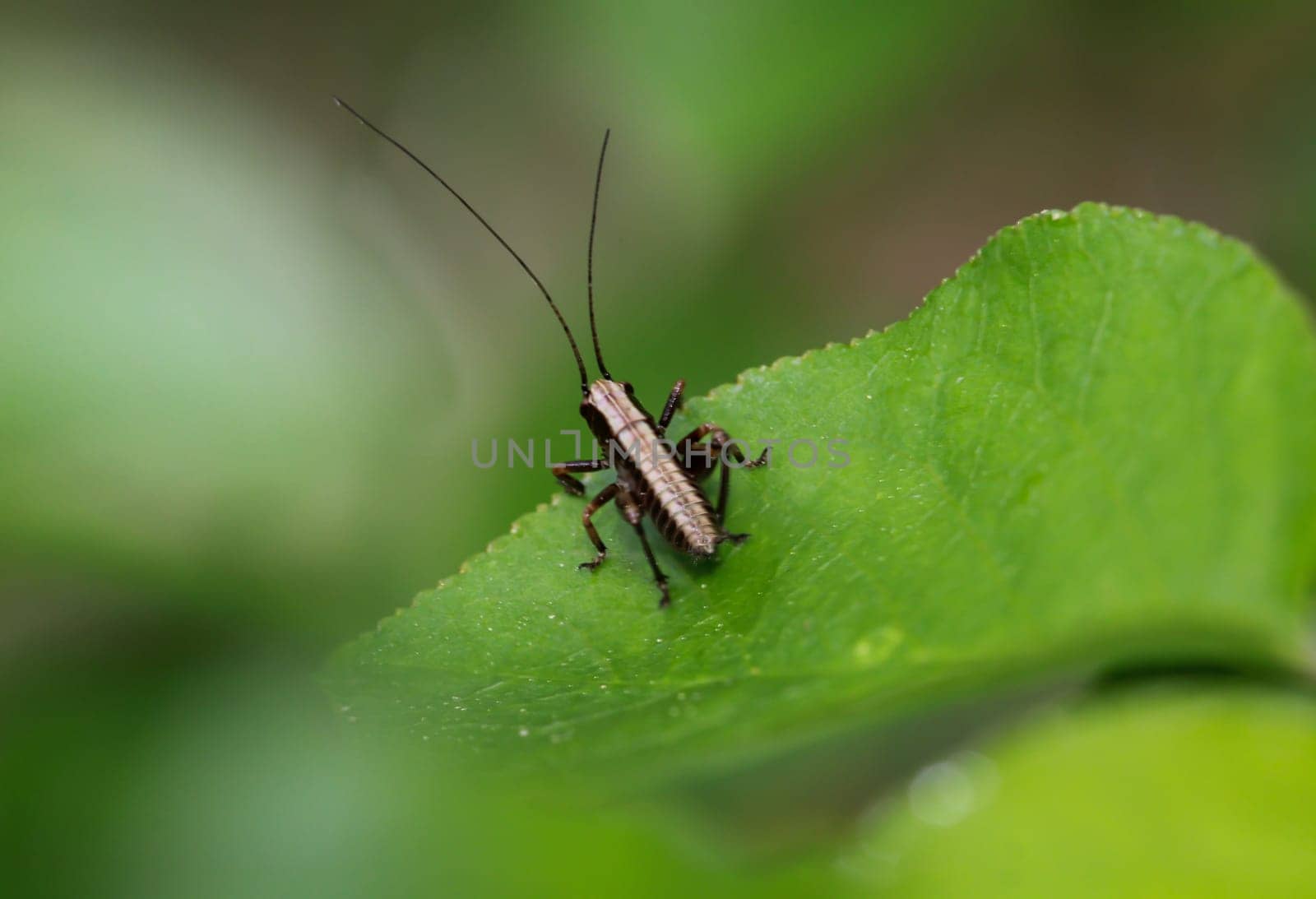 Common shrub grasshopper on the leaf of a bush.