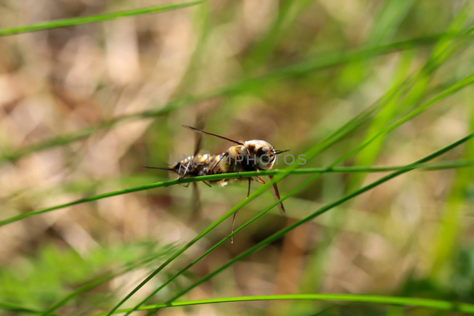 A pair of woolly hummingbirds mating on a blade of grass.