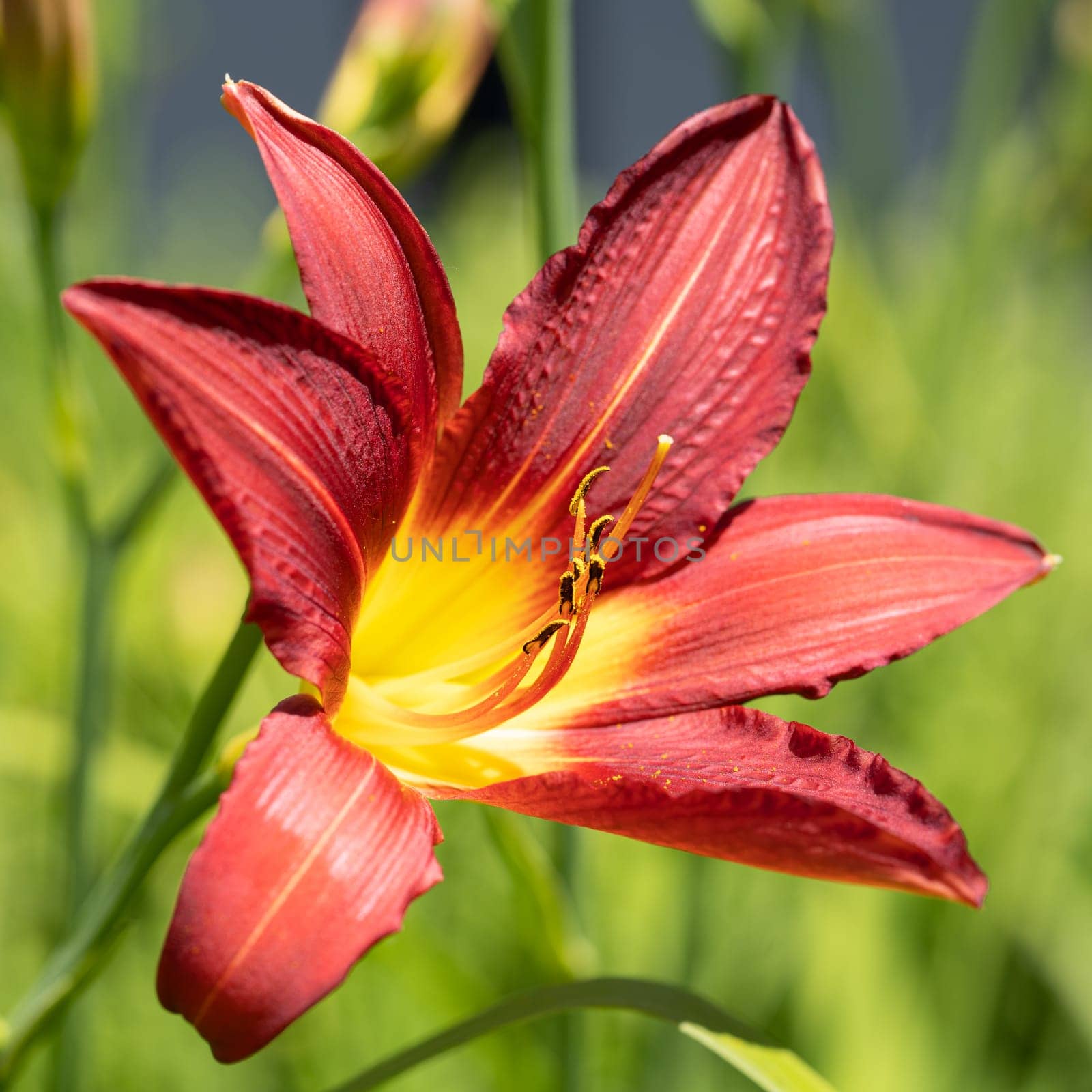 Day lily (Hemerocallis), close up of the flower head