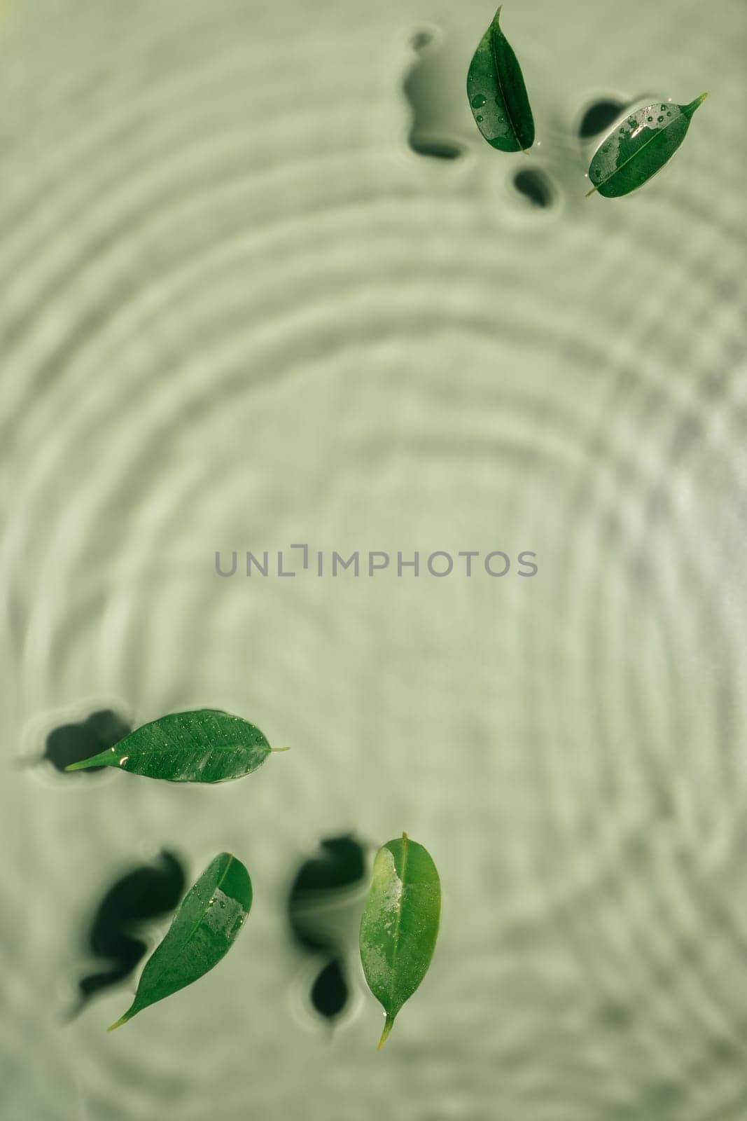 Small leaves of Ficus Benjamin lie on rippled transparent fresh green water gel with flecks, waves, shadow. Concentric expanding circles on surface from fallen drop. health care. copy space. Vertical