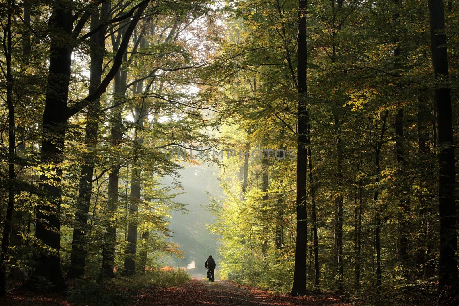 The man is riding a bicycle along a forest path on a foggy autumn morning