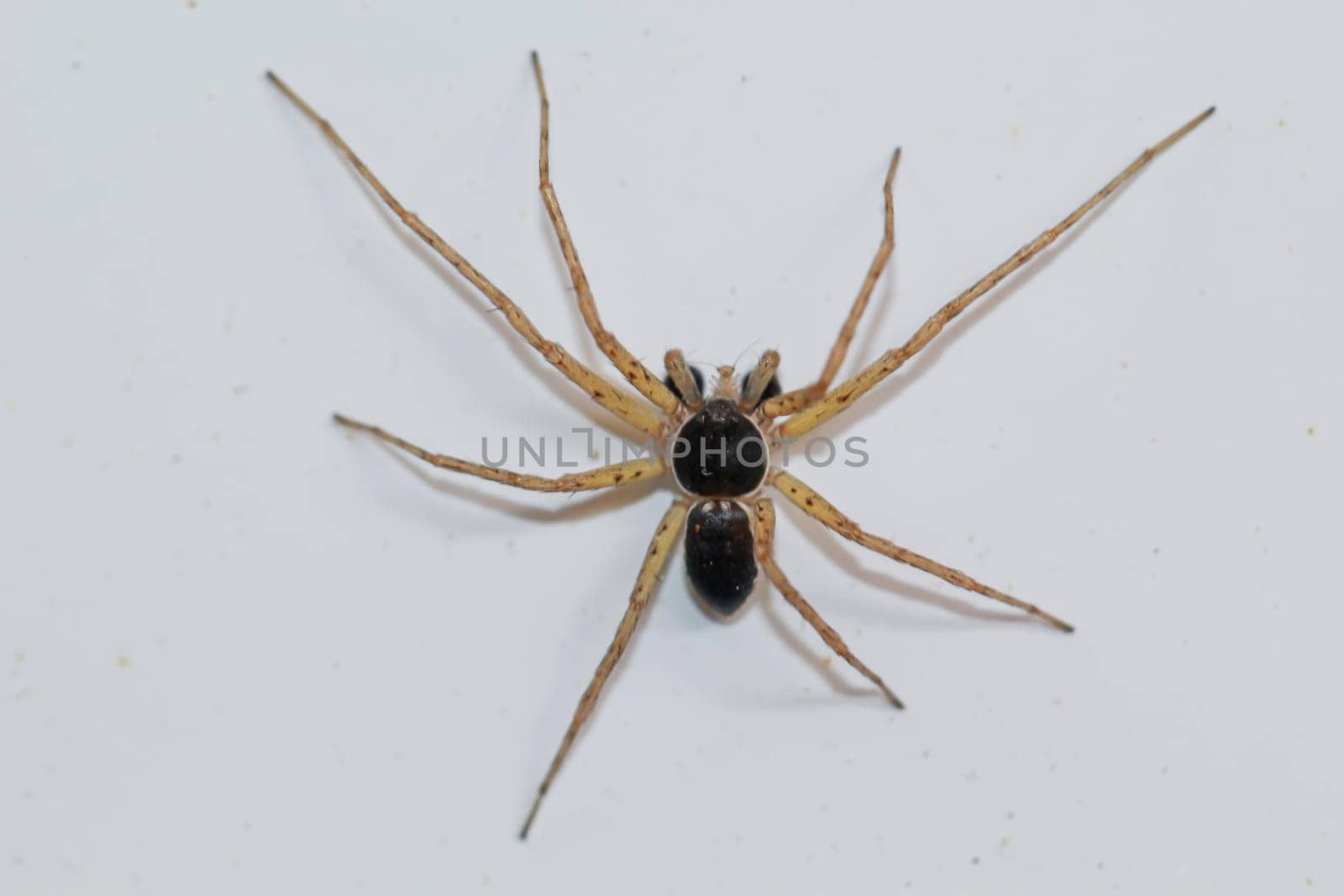 A bicolor flat streamer Philodromus dispar on a white background.