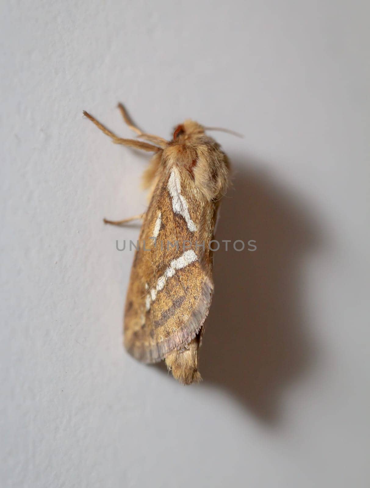Side view of a small hop rootworm on a wall.