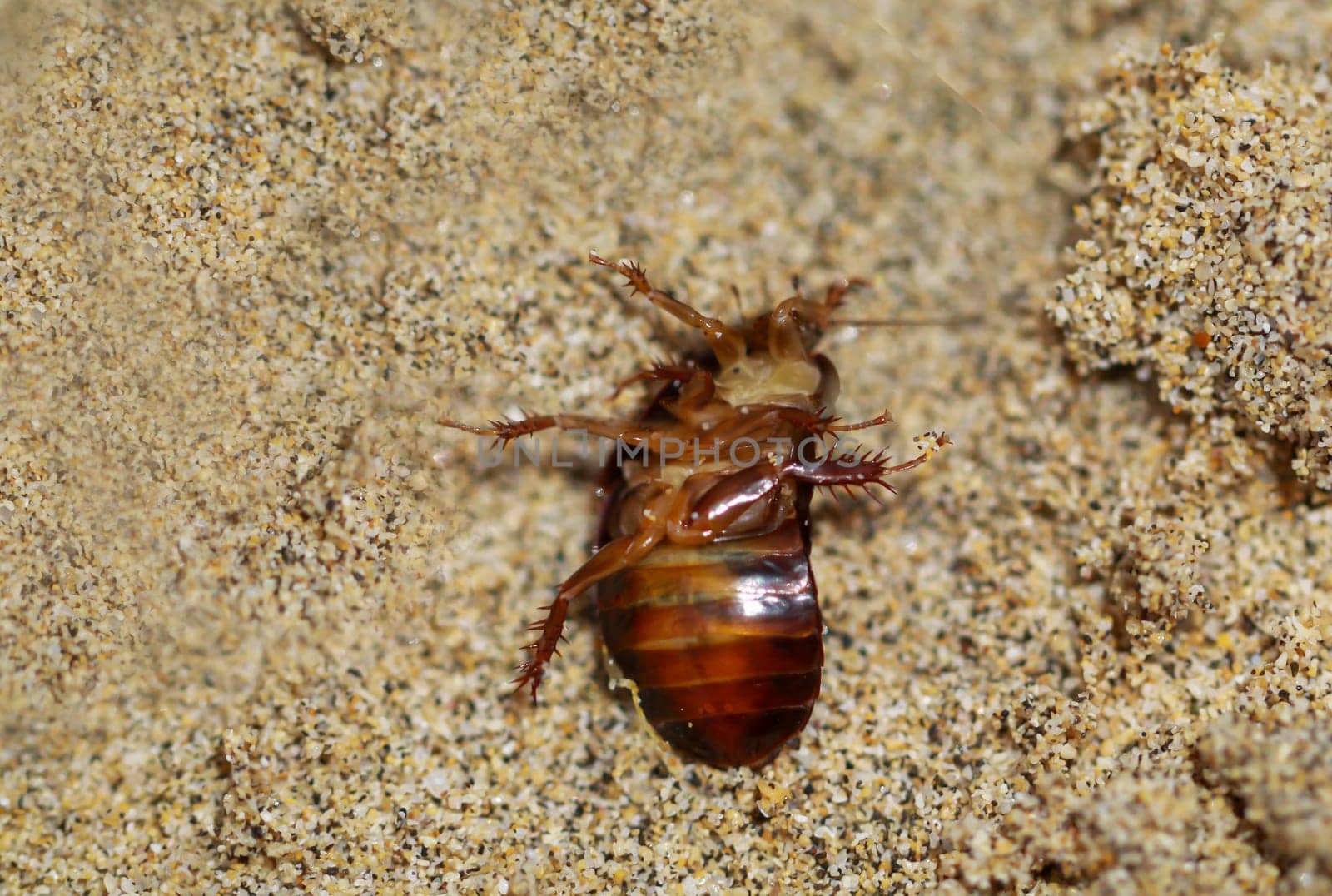 Close up of cockroach-like insect in sand.
