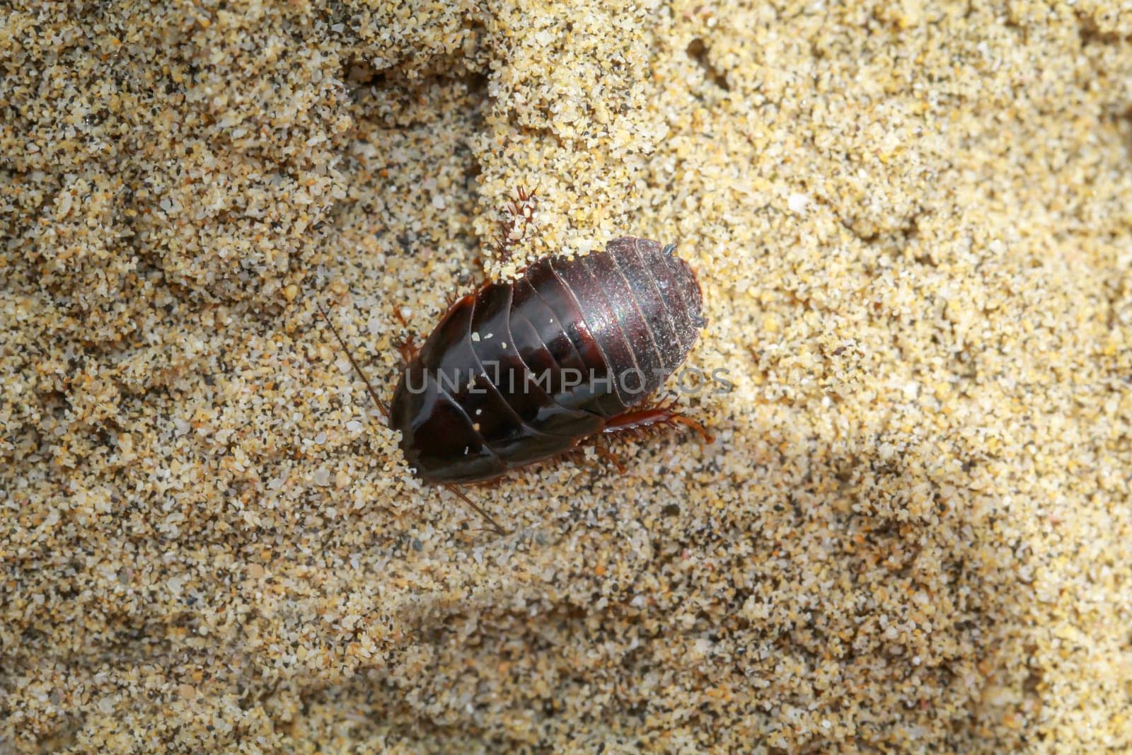 Close up of cockroach-like insect in sand.