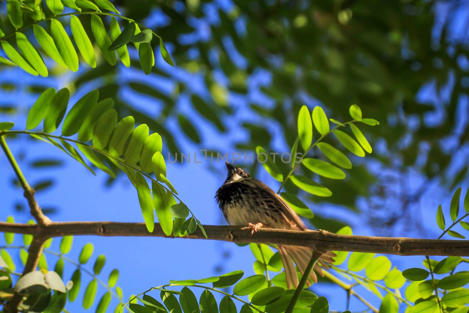 Portrait of a Canary Pipit, Anthus berthelotii, a songbird of the stilt and gaffer.