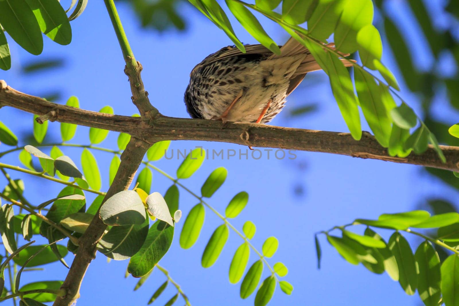 Portrait of a Canary Pipit, Anthus berthelotii, a songbird of the stilt and gaffer.