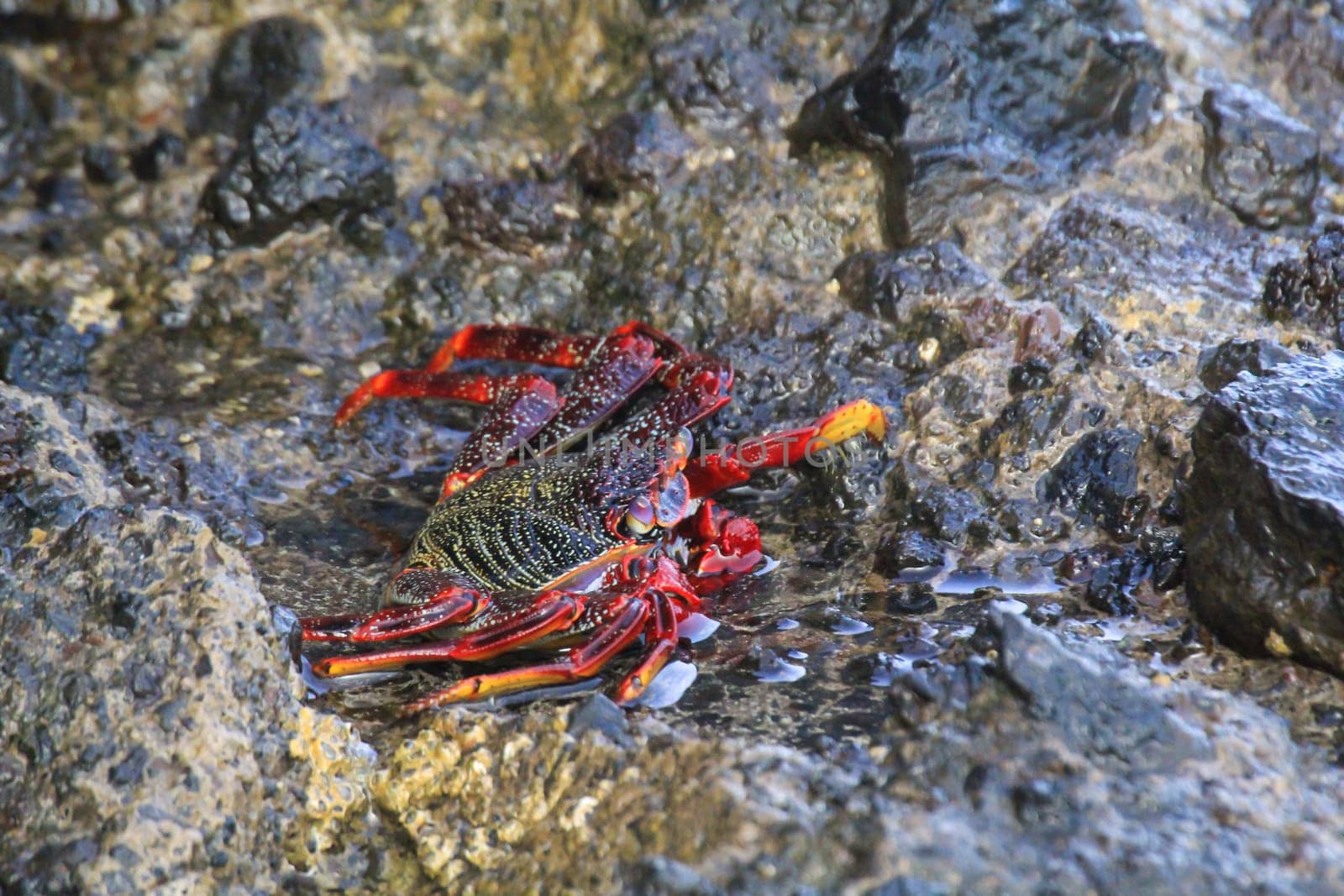 A red cliff crab or red rock crab on a rock by the sea.