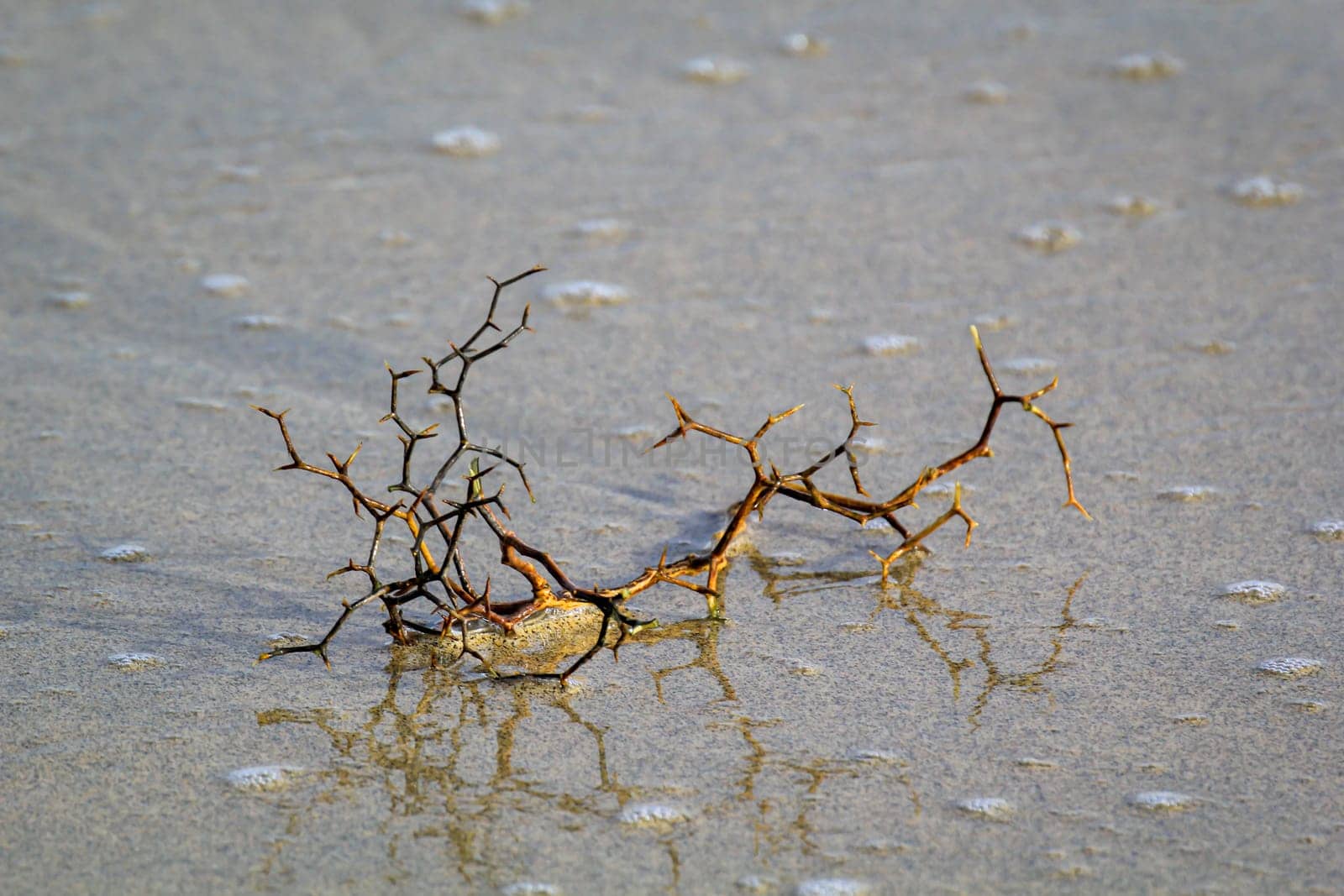 A thorny branch is washed up by the waves of the sea.