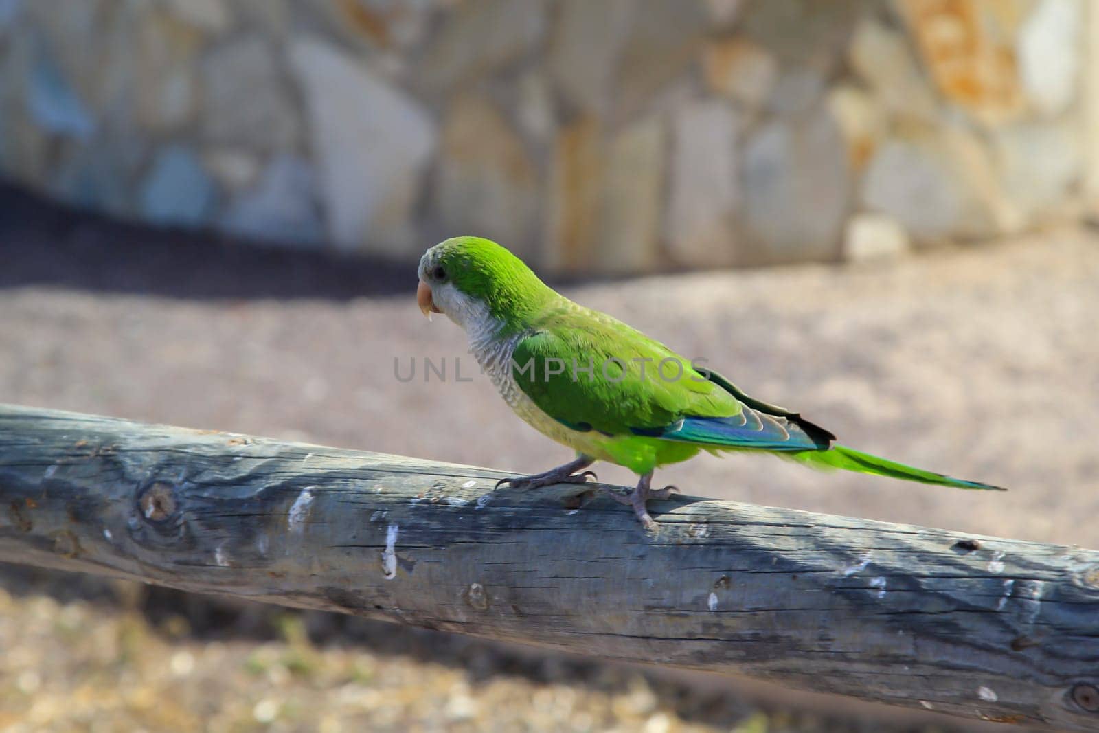 Portrait, close up of monk parakeet on Fuerteventura.