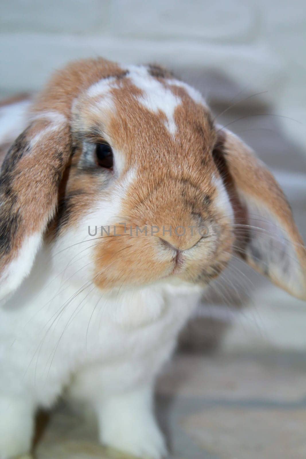 Close-up of a small dwarf rabbit, a ram.