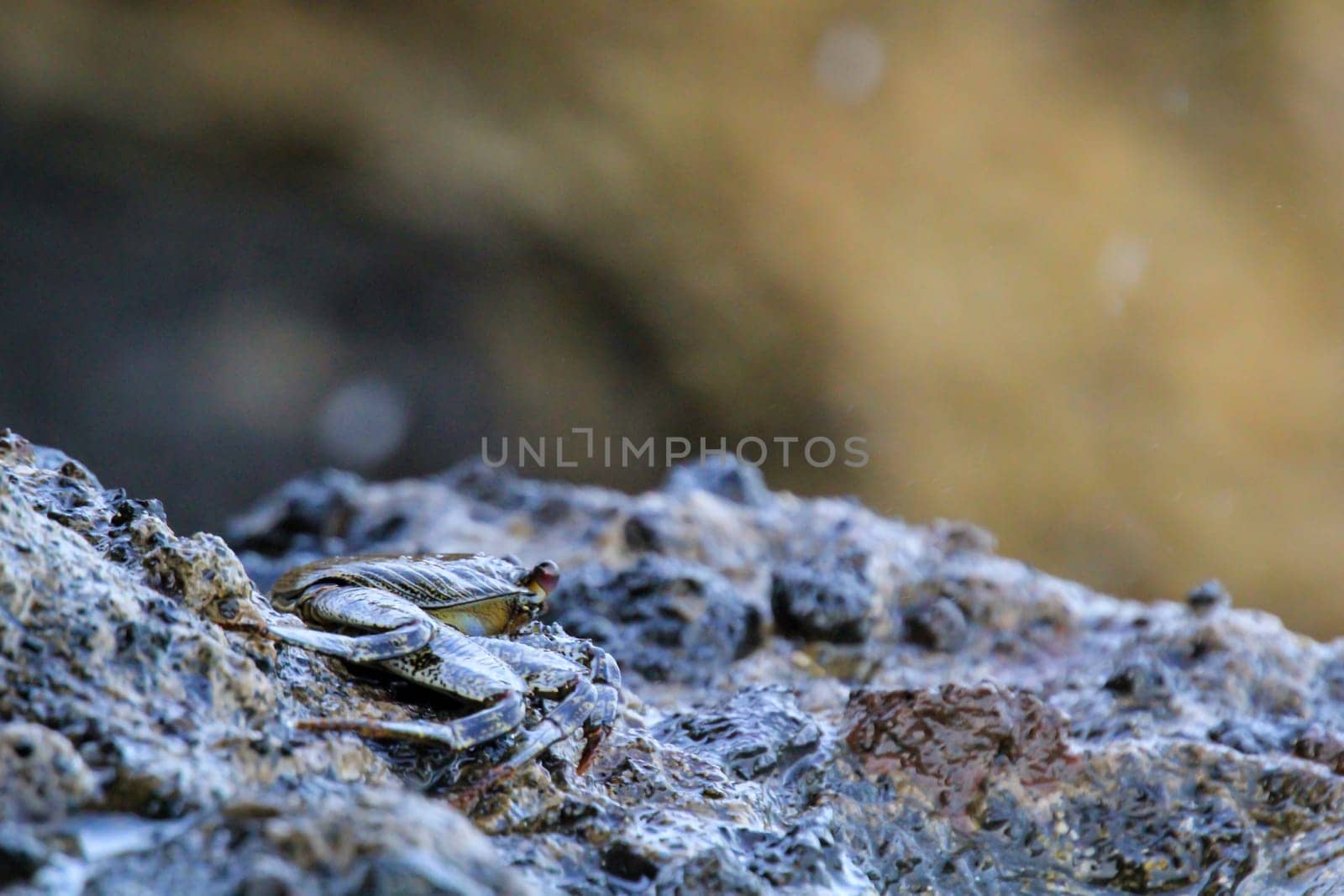 A green brownish crab on a rock by the sea.