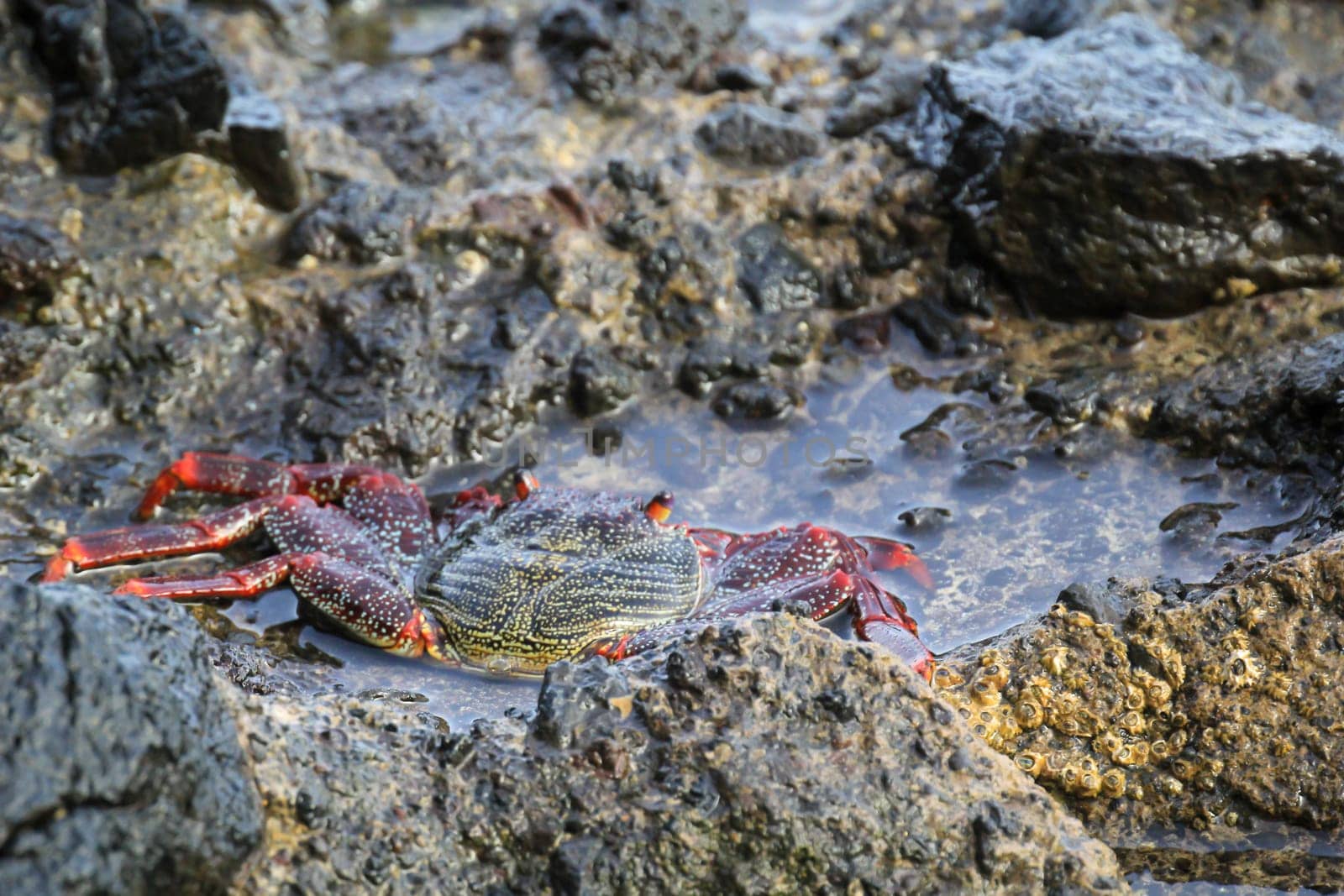 A red cliff crab or red rock crab on a rock by the sea.
