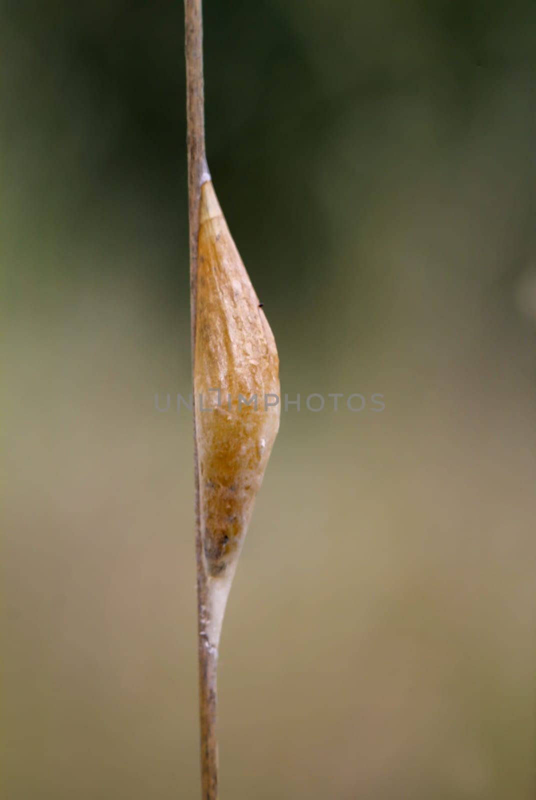 A pupated butterfly caterpillar on a blade of grass.