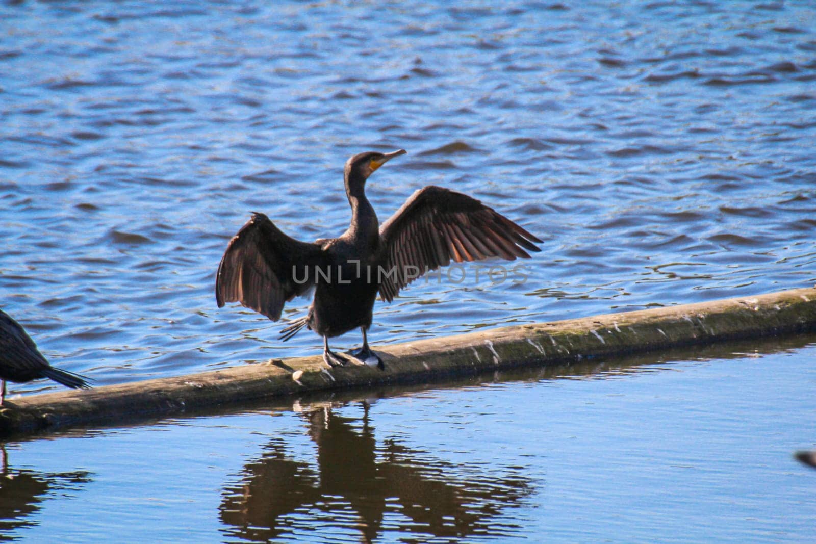 A cormorant with spread wings dries its feathers.