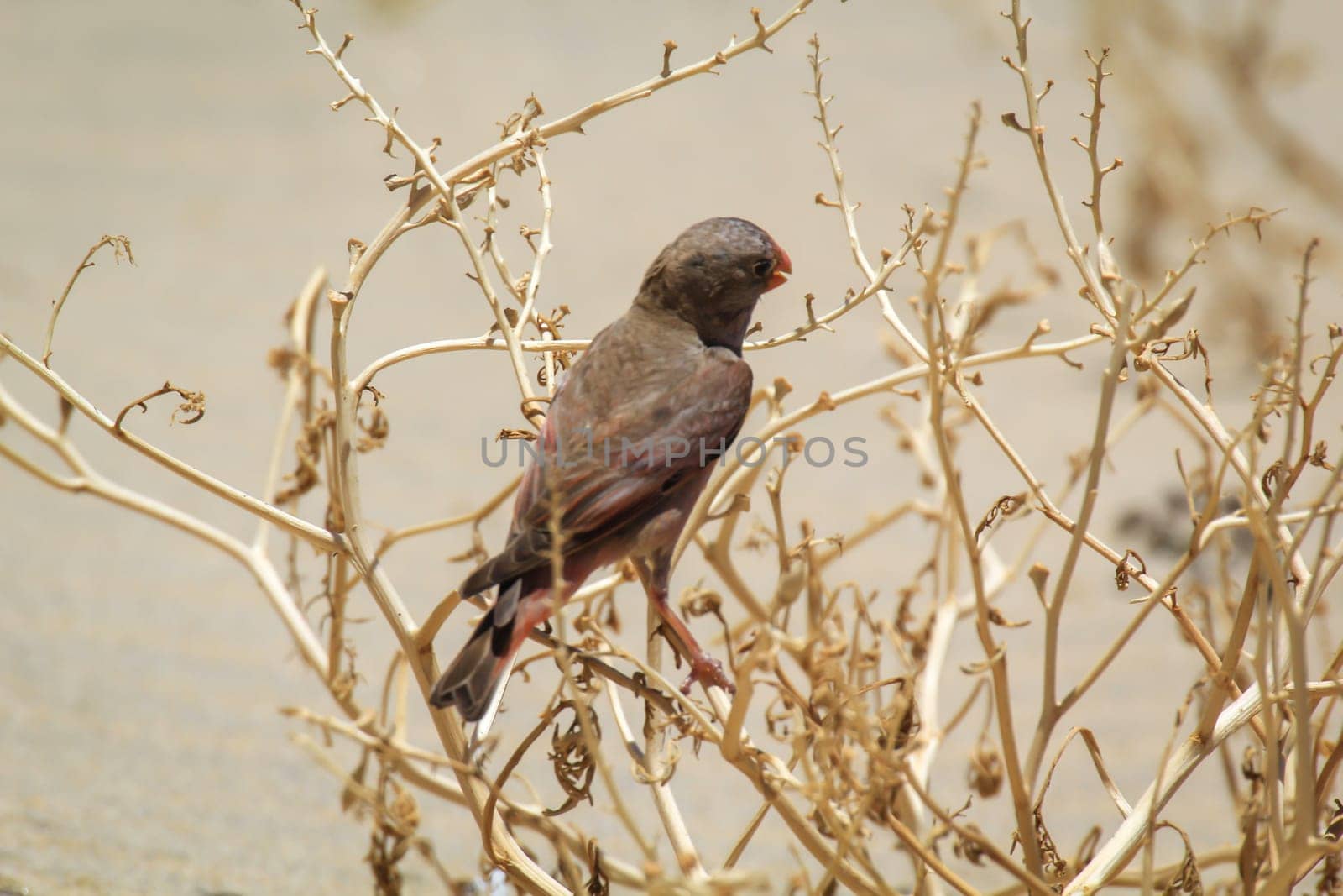 A desert bullfinch or desert trumpeter, Bucanetes githagineus in search of grub.