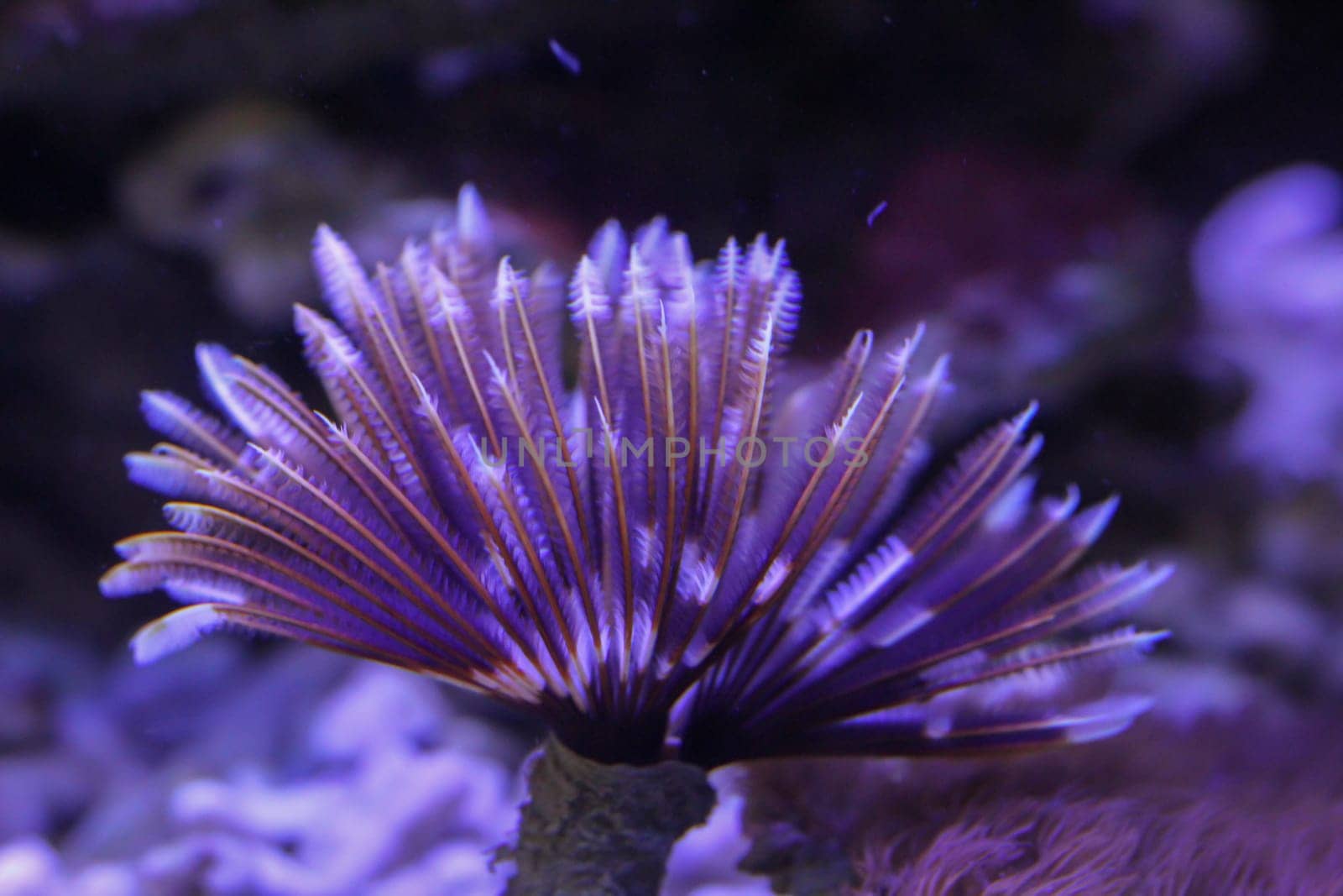 Feather tube worms, lime tube worms on a reef.