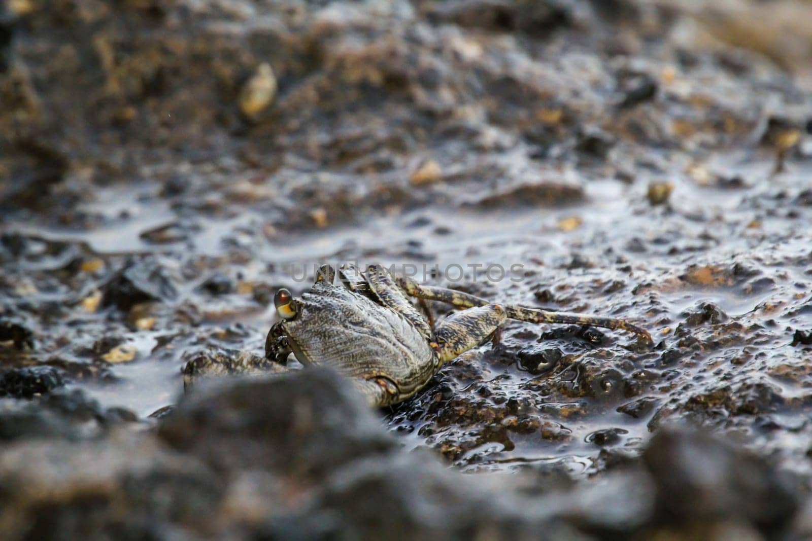A green brownish crab on a rock by the sea.