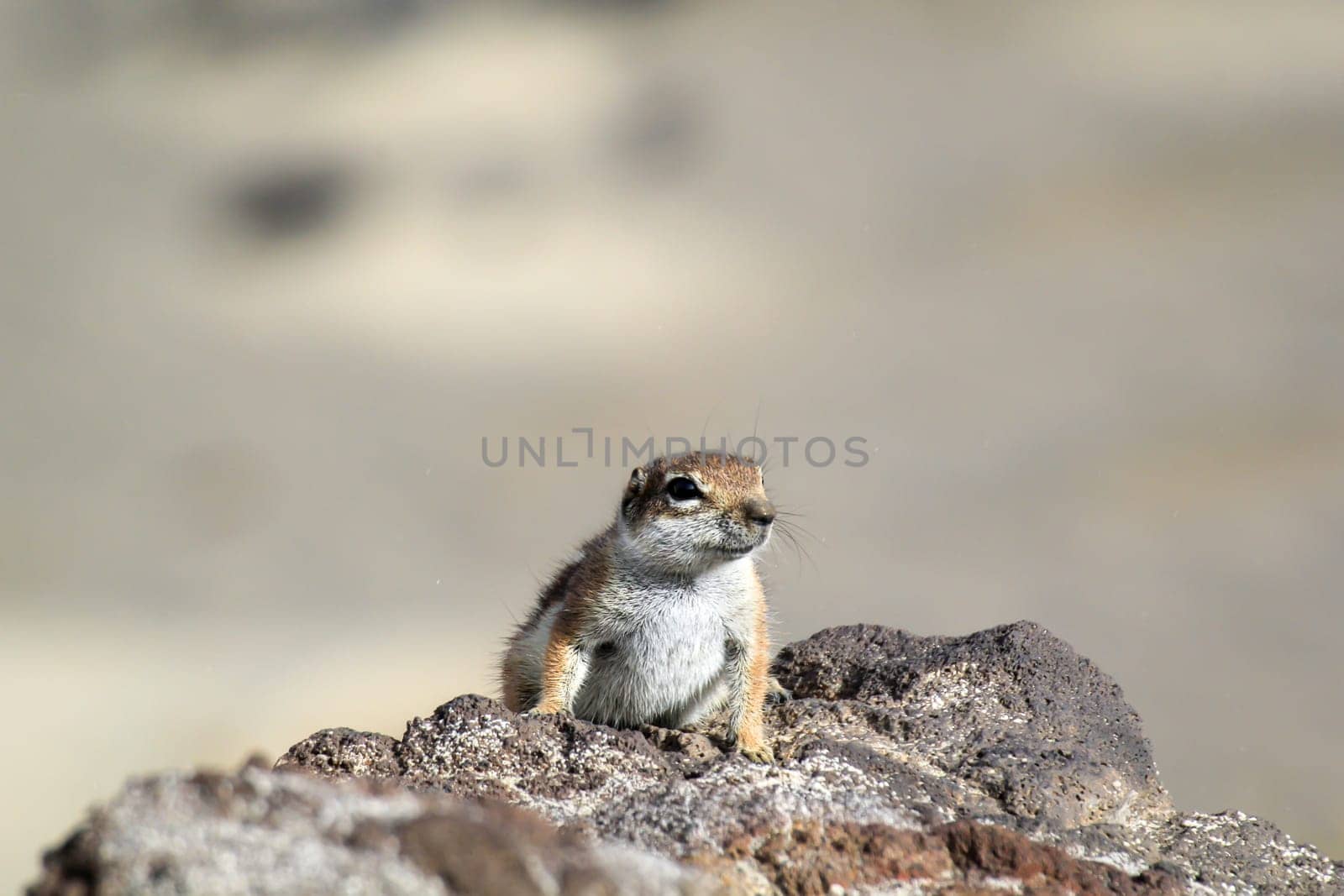 An Atlas squirrel in a desert-like region on Fuerteventura.