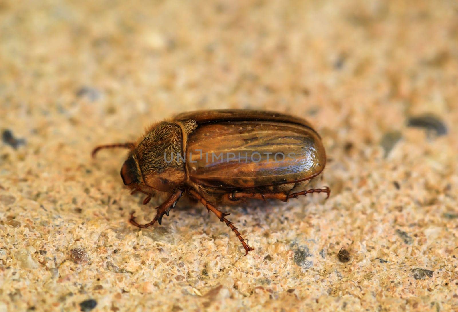 Close-up of a June beetle on a stone. They appear in masses in the month of June.