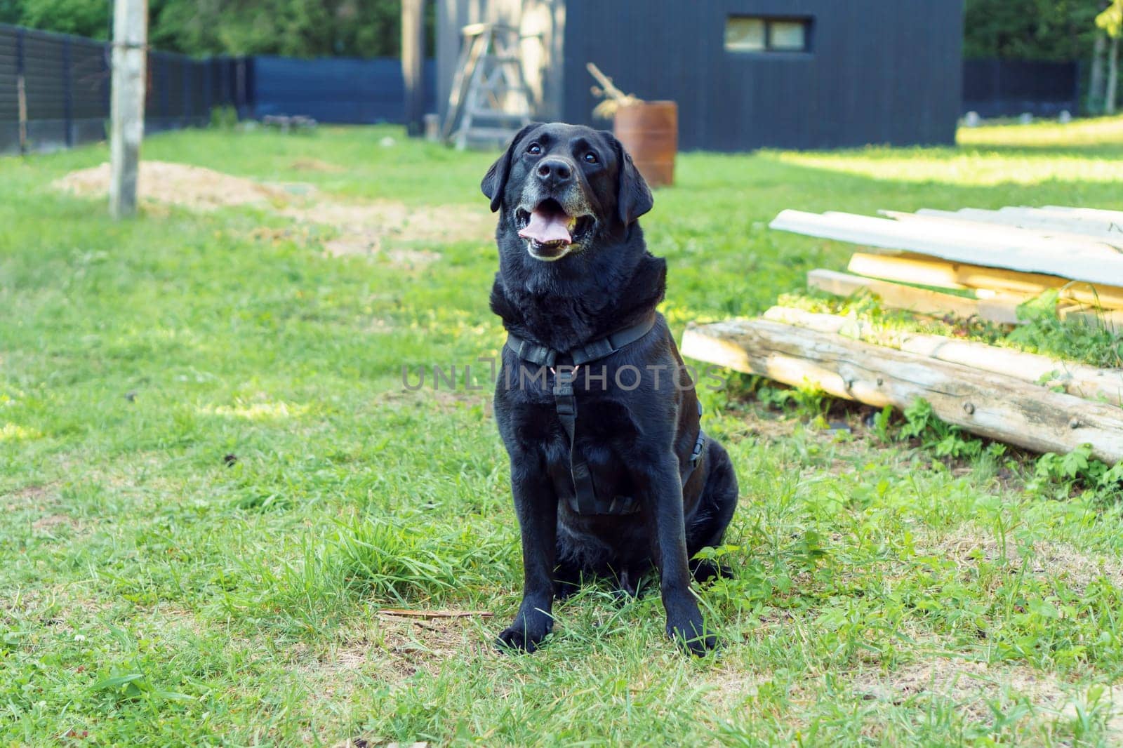 Black dog Labrador Retriever sits with his tongue out on green grass against backdrop of building in sun rays. Pet, family friend, purebred guard of private property