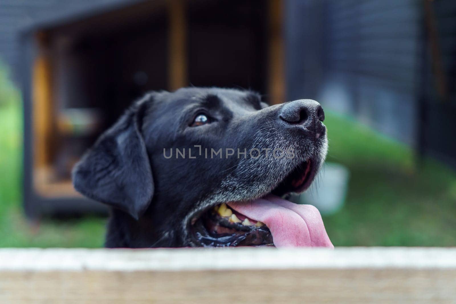 Portrait of black dog Labrador Retriever sitting with his tongue out on green grass and looking up against backdrop of fence and house. Dedicated pet, family friend, purebred guard of private property
