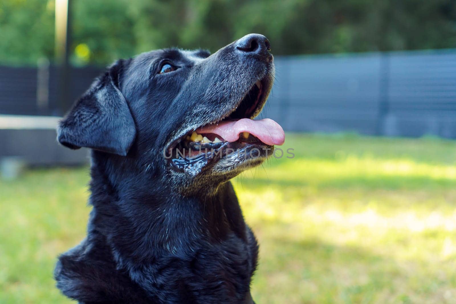 Portrait of black dog Labrador Retriever sitting with his tongue out on green grass and looking up against backdrop of fence and house. Dedicated pet, family friend, purebred guard of private property
