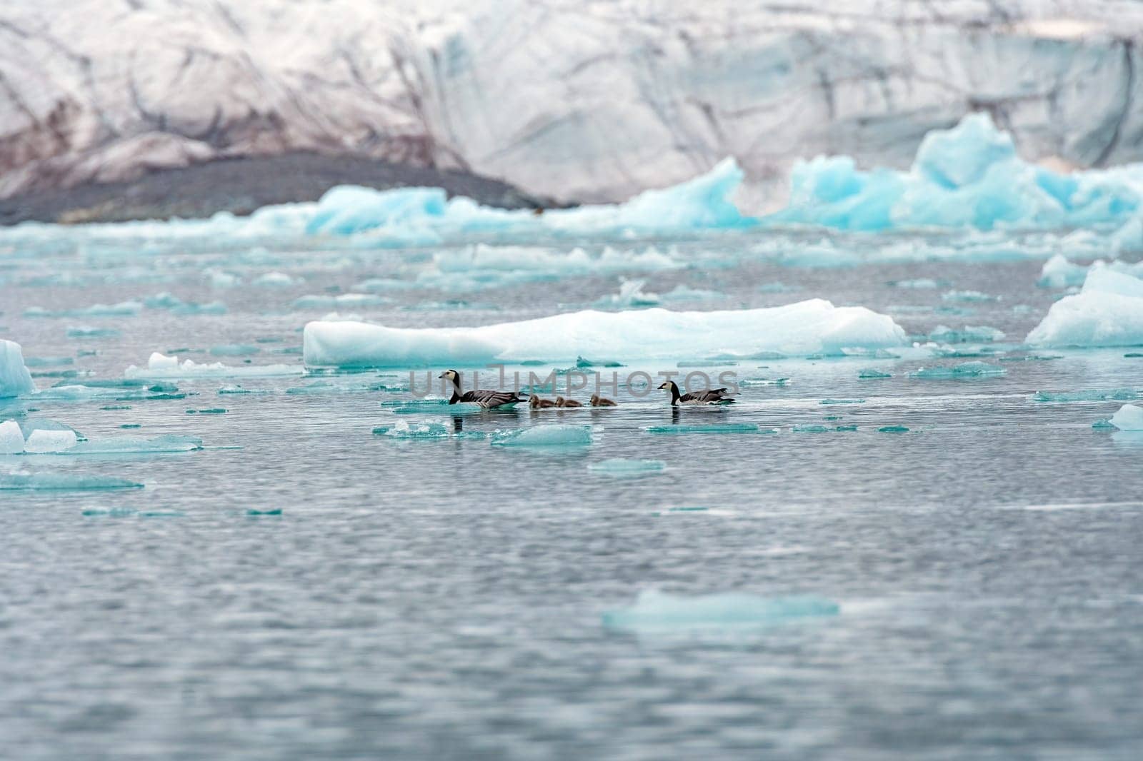 Barnacle Goose Family Swimming in the Arctic Ice in Lilliehookfjorden in the Svalbard Islands