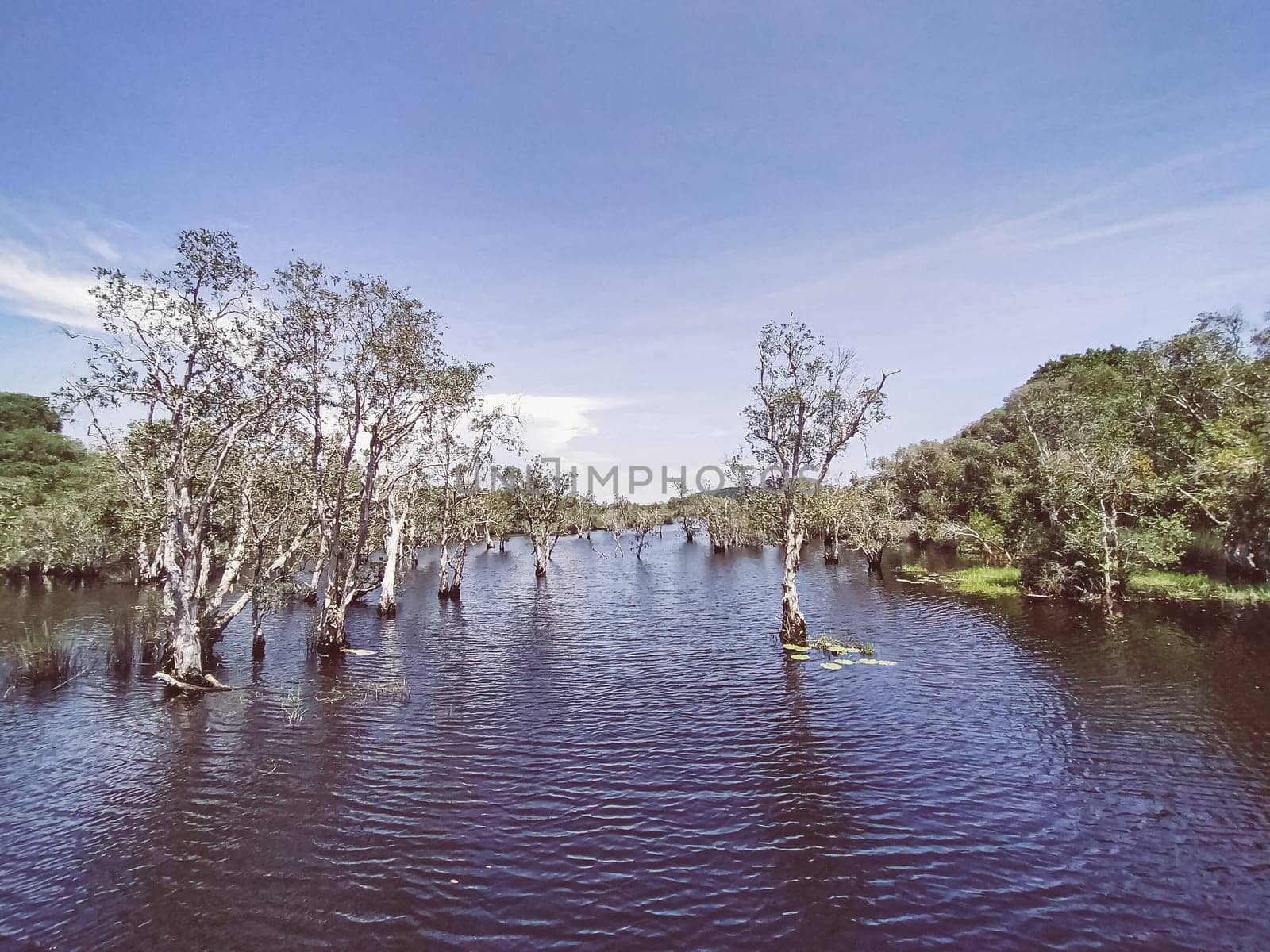 Trees and tree stumps grow up in lake and forest landscape Rayong Provincial East Plant Center Thailand