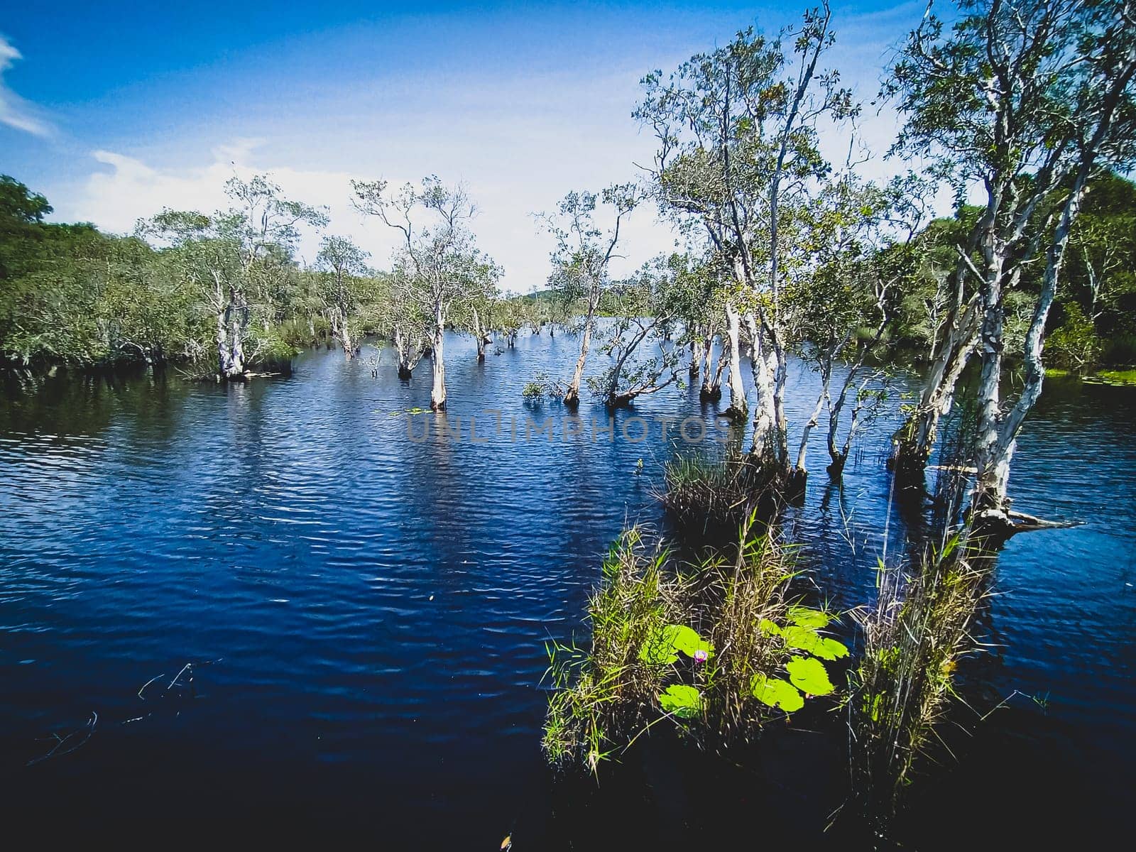 Trees and tree stumps grow up in lake and forest landscape Rayong Provincial East Plant Center Thailand