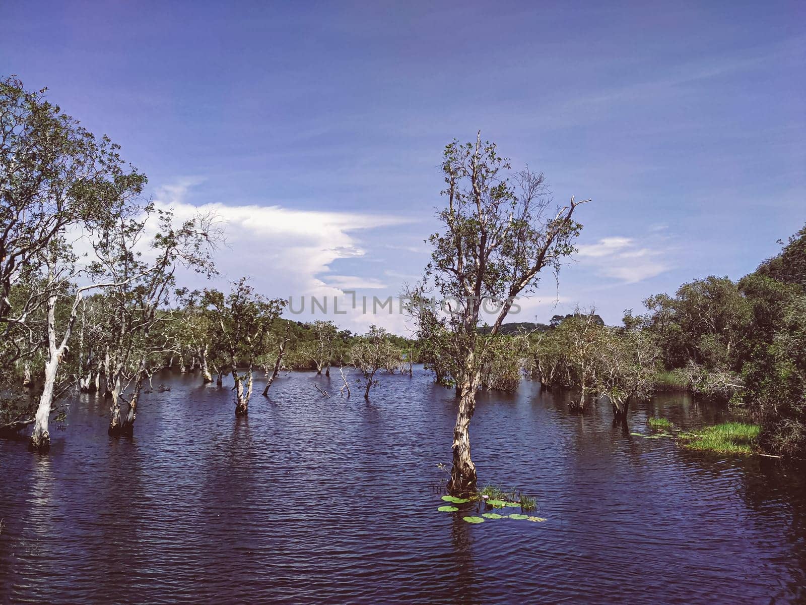 Trees and tree stumps grow up in lake and forest landscape Rayong Provincial East Plant Center Thailand