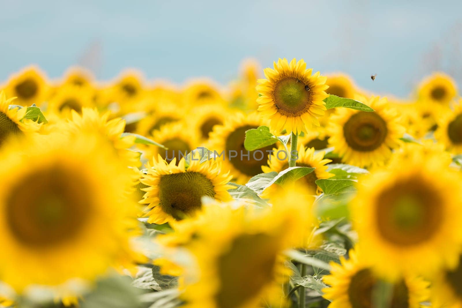 Wonderful panoramic view of field of sunflowers by summertime.