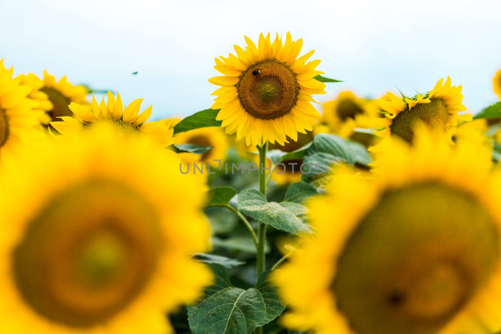 Standing out from the crowd concept. Wonderful panoramic view of field of sunflowers by summertime. One flower growing taller than the others