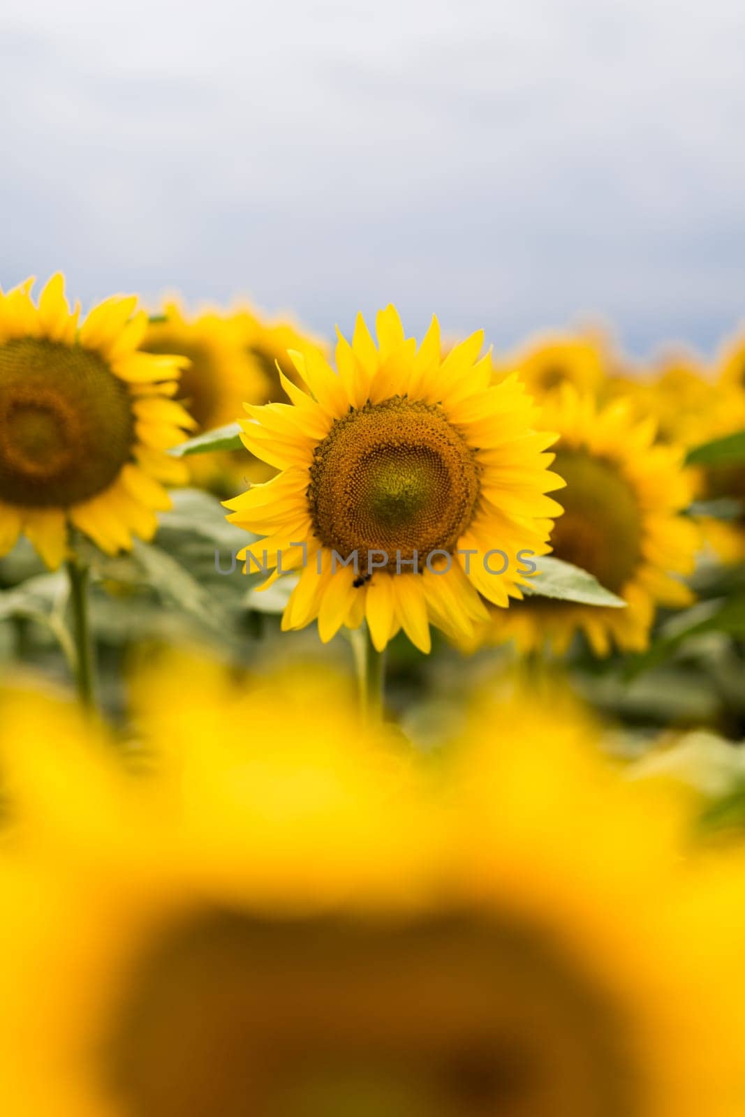 Wonderful panoramic view of field of sunflowers by summertime.